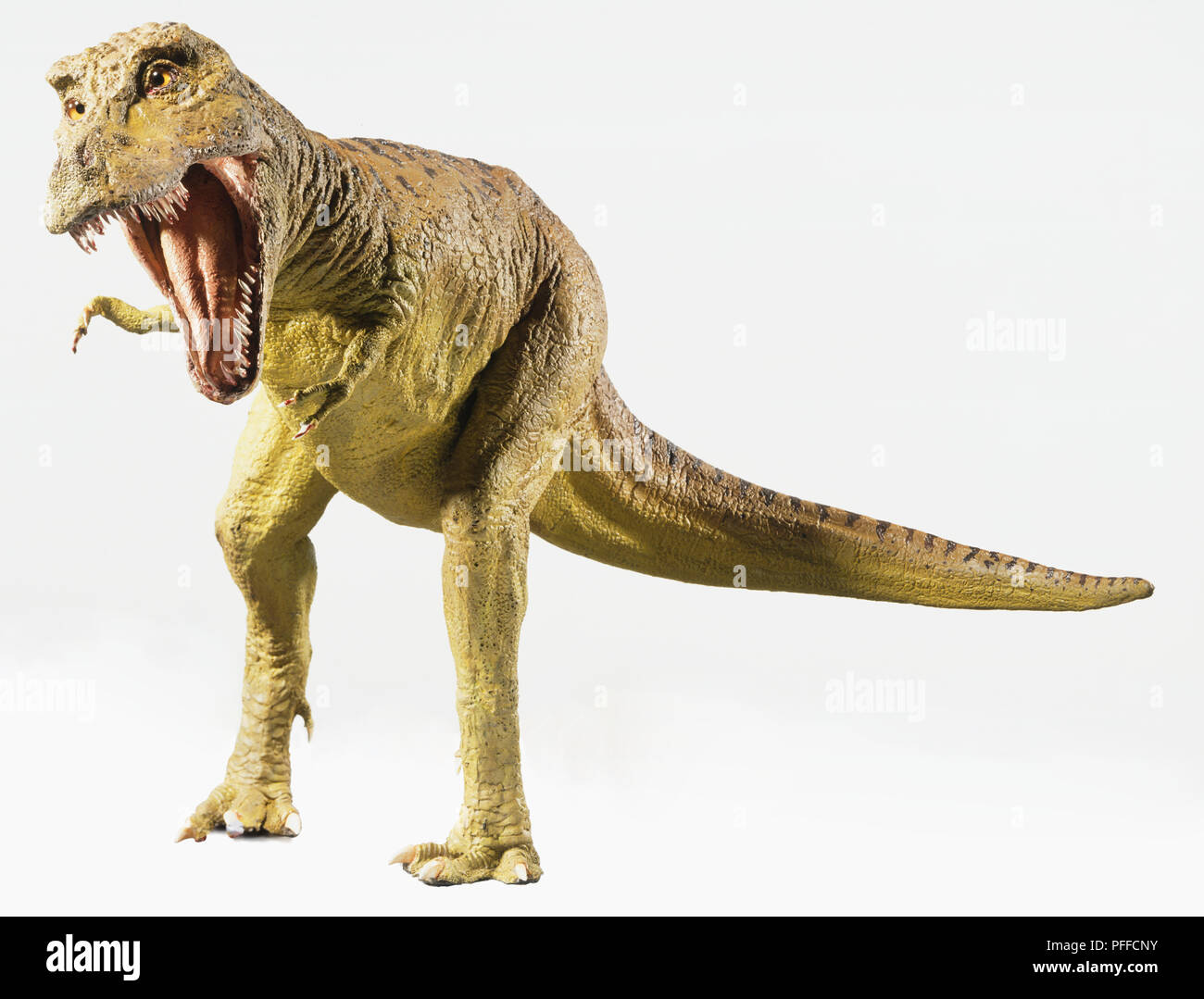Carnosaurs hi-res stock photography and images - Alamy