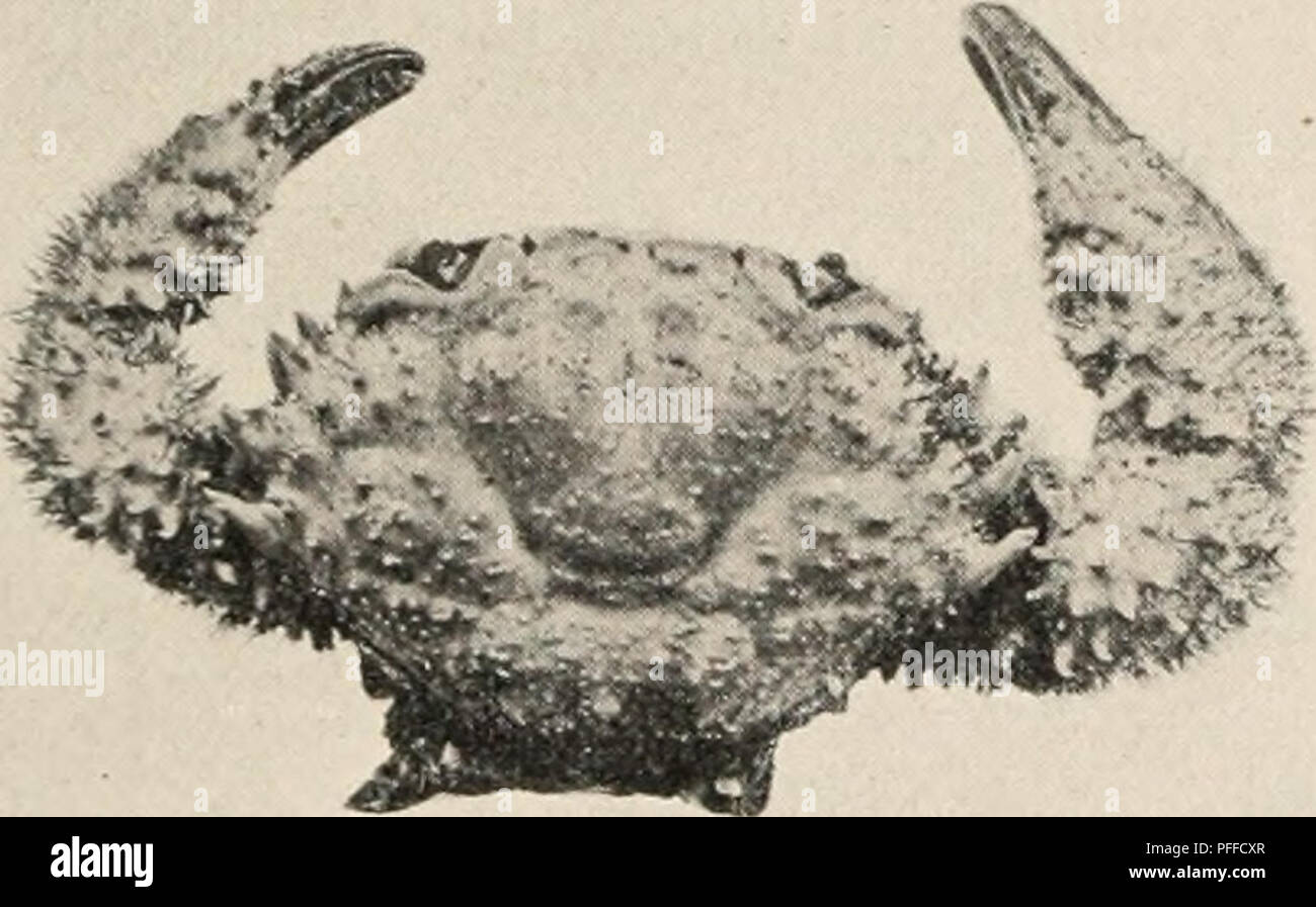 . Decapod crustacea of Bermuda. Decapoda (Crustacea) -- Bermuda Islands. A. E. V err ill—Decapod Crustacea of Bermuda. 341 Heteractaea ceratopus (Stimp.) A. M.-Edw. i'ili&lt;innif* ccrxtopus Stimpson, Annals Lye. Nat. Hist., New York, vii, p. 215 [87], 1860; and vol. x, p. 109, 1871. Hetemcta'n &lt;-&lt;-r&lt;itopns A. Milne-Edw., Sci. Miss. Mexico, part v, i, p. 300, pi. Hi. figs. 3-3c7, 1880. Kingsley, op. cit., 1879, p. 396. Eankin, Crust. Bahamas, Annals N. Y. Acad. Sci., xi, p. 232, 1898. Verrill, Trans. Conn. Acad., x, p. 575, 1900 (Bermuda). FIGURE 13. This is easily recognized by the v Stock Photo