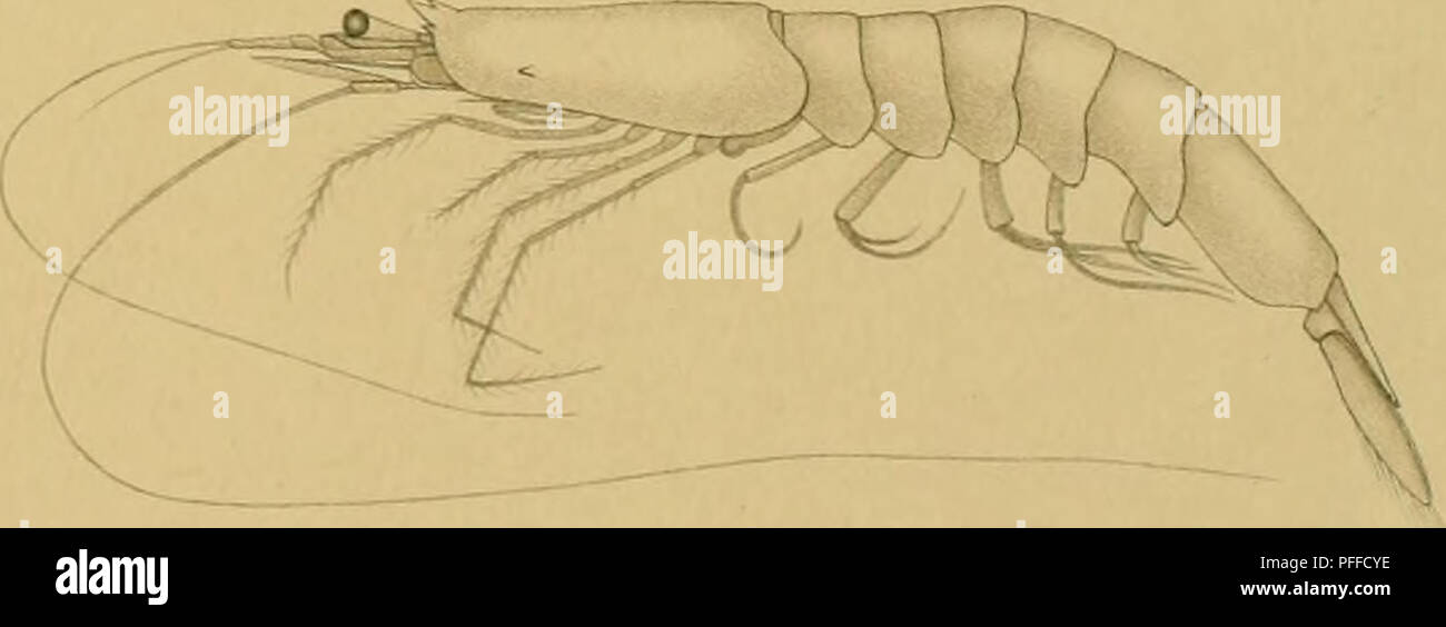 . Decapoden und Schizopoden. Decapoda (Crustacea); Malacostraca. Fici.i'r / Fuj. 2? li   Fig.lP Fiij. 2*' Fig.2i Fig. 21' M i W: Fig.Sf r' Fig. 2.. Fig.2': od Fig.'I'. f Fig. 2? Fig. oh Fig. 3.. Please note that these images are extracted from scanned page images that may have been digitally enhanced for readability - coloration and appearance of these illustrations may not perfectly resemble the original work.. Ortmann, A. E. (Arnold Edward), 1863-1927. Kiel und Leipzig, Lipsius und Tischer Stock Photo
