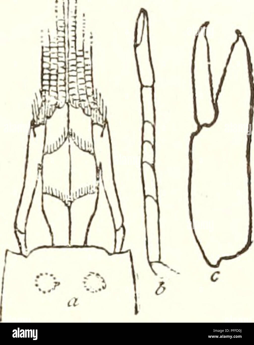 . Decapod crustaceans of the northwest coast of North America