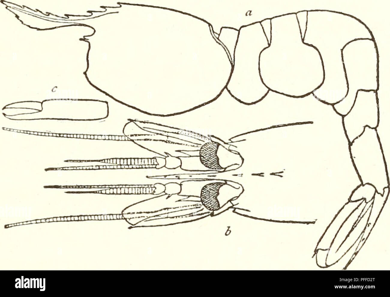 . Decapod crustaceans of the northwest coast of North America ... Crustacea -- North America. DECAPODS 93 ment, or may not extend beyond the first segment. The antennal peduncle does not reach beyond the second segment of the antennular; the scale is shorter, about two thirds the length of the carapace; more than one half of the last segment of the outer maxilliped extends beyond the scale. The feet are without epi- pods; the first pair reach the end of the scale or extend beyond it. The spine of the fourth abdominal somite p,^ ^ n.- , . .,,.. „ c» .• o c-^ /. v t IG. 40. Spzrottiocans maxtlhp Stock Photo