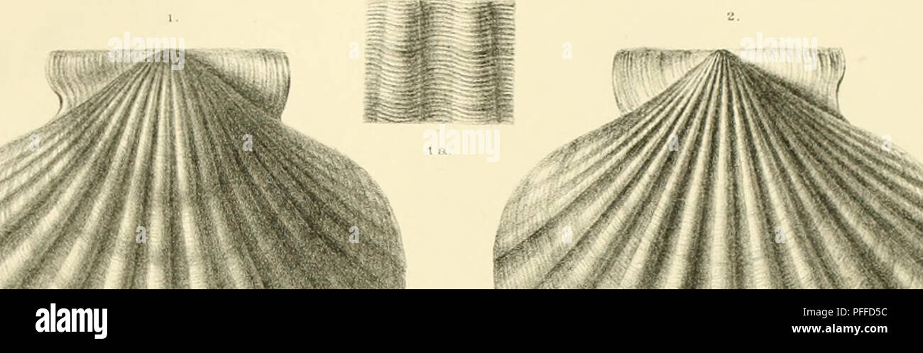 . Denkschriften der Kaiserlichen Akademie der Wissenschaften, Mathematisch-Naturwissenschaftliche Classe. Th.Fuclis . Ti'i'li.'HTN (•i'slciiicriiiiiicn ;nis I'ci'sii^ii, Taf.n.. . Please note that these images are extracted from scanned page images that may have been digitally enhanced for readability - coloration and appearance of these illustrations may not perfectly resemble the original work.. Kaiserl. Akademie der Wissenschaften in Wien. Mathematisch-Naturwissenschaftliche Klasse. Wien : Aus der Kaiserlich-K©niglichen Hof- und Staatsdruckerei Stock Photo