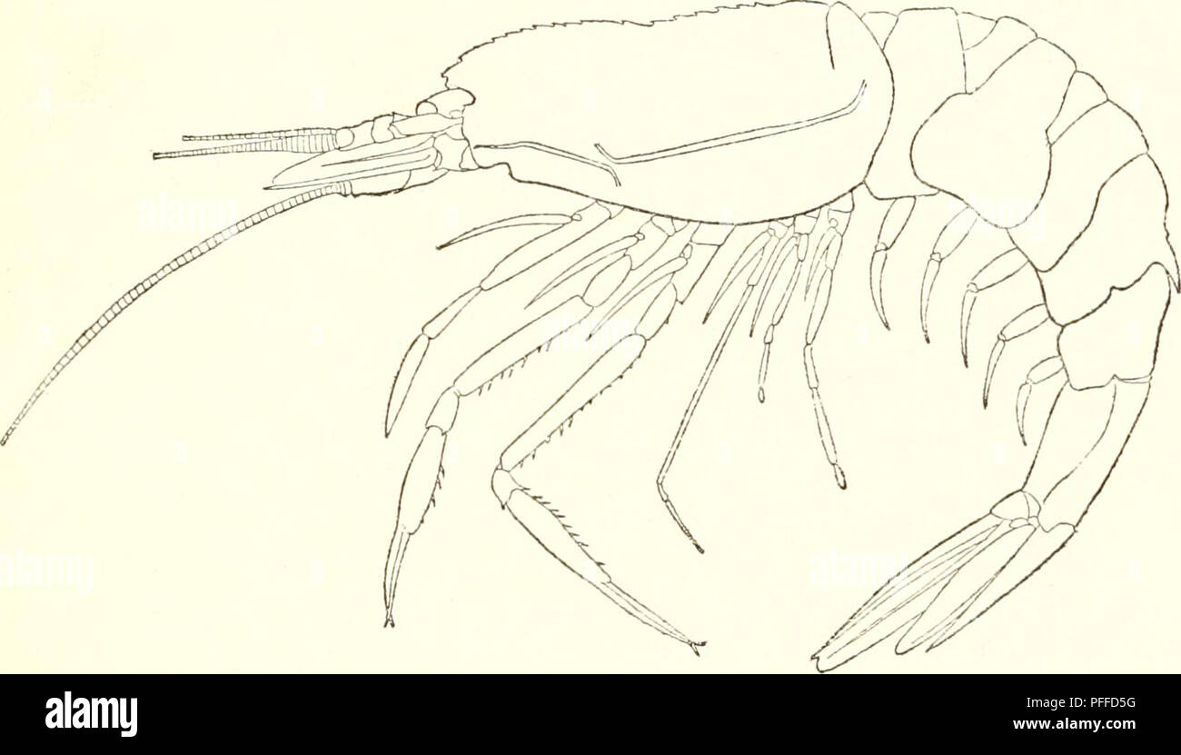 . Decapod crustaceans of the northwest coast of North America ... Crustacea -- North America. ment of the abdomen; not carinated behind gastric tooth; outline much as in the preceding, as are also the eyes and antennae. Second to sixth abdominal segments inclusive carinate; telson very nearly as long as the sixth segment, less deeply notched than in Pasiphcea cortezia?ia. The side view strongly resembles that of F. corteziana^ from which the carinated ab- domen and shorter carapace without median carina at once distinguish it. Dimensions.—Length of male 6 7 mm., length nf Parana rf» -&gt;-7 mm Stock Photo