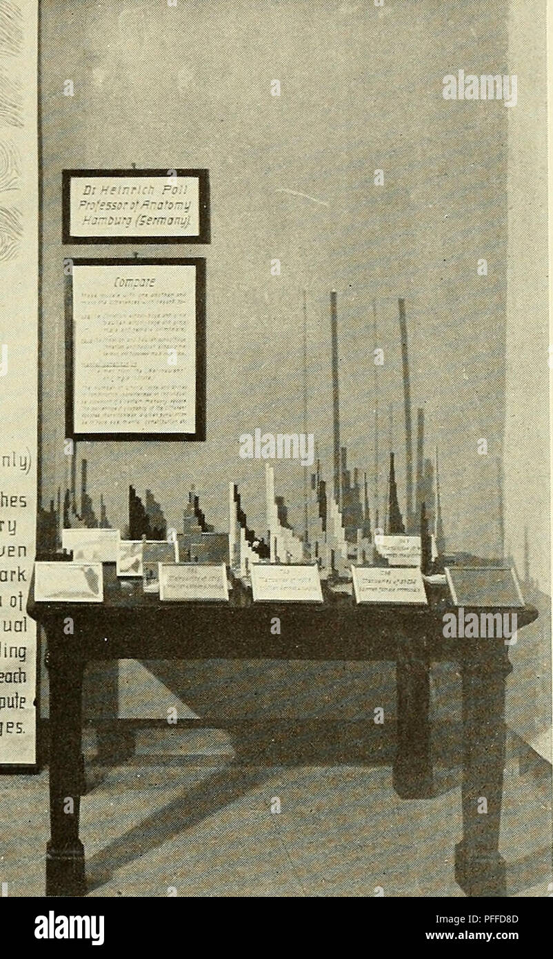 . A decade of progress in eugenics; scientific papers of the third International congress of eugenics, held at American musuem of natural history, New York, August 21-23, 1932 ... Committee on publication, Harry F. Perkins, chairman ... Harry H. Laughlin, secretary. Eugenics. Construction of Manuaries and Models of Manuaries Exhibited by Dr. Heinrich Poll, Anatomisches Institut, Hamburg, Germany. Please note that these images are extracted from scanned page images that may have been digitally enhanced for readability - coloration and appearance of these illustrations may not perfectly resemble Stock Photo