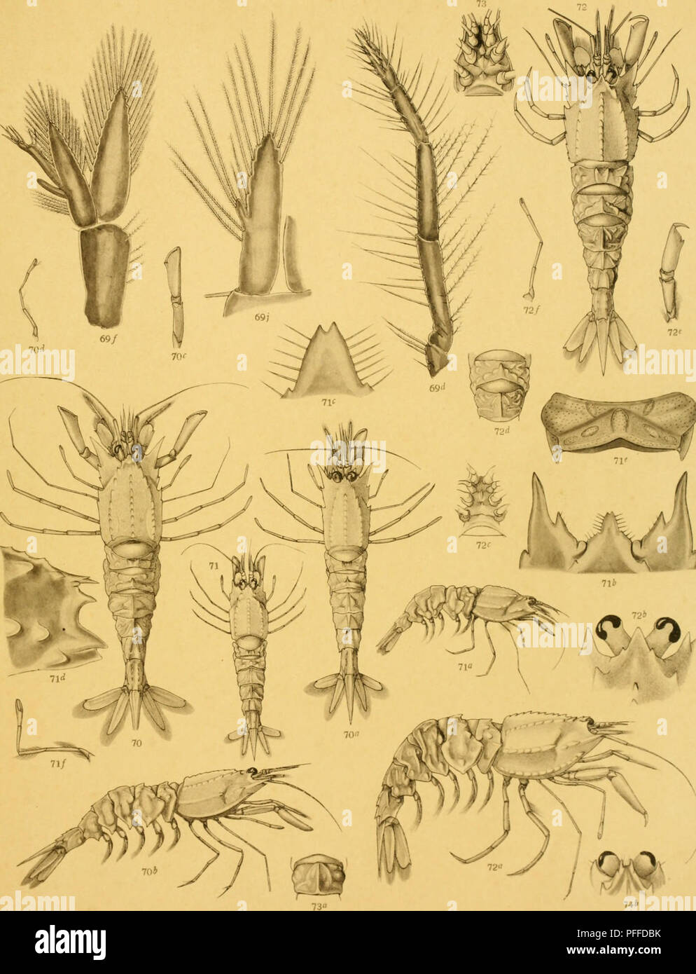 The Decapoda Of The Siboga Expedition Decapoda Crustacea Siboga Expeditie Xxxlxa J G Deman Caridao Xxr Fig 69d 69 69y 71a 71a J G Deman Fig 70 70 71 71 Quot 7 72 72 73 7ja 74oj F Obbes Del I J Rw A A A Ttw