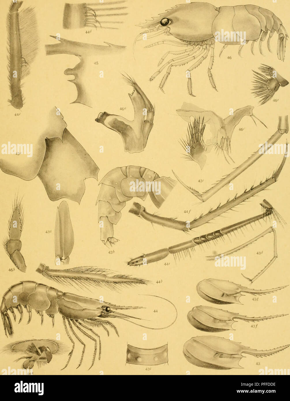 The Decapoda Of The Siboga Expedition Decapoda Crustacea Sibofja Hxpedilie Xxxlx I J G De Man Caridao X Fig 43 43ff 46 J F Obbes Fit A A A Quot T4 45 43 Quot 46 40 46c J Q