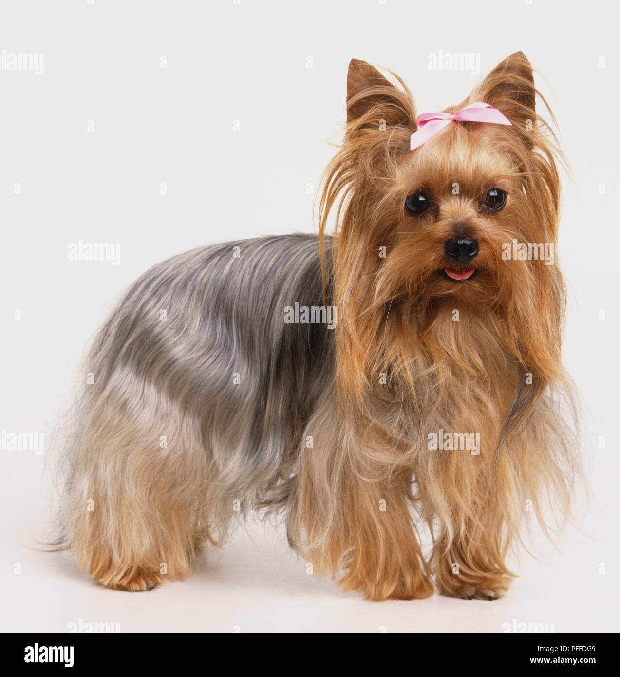 Dog With Pink Bow All Products Are Discounted Cheaper Than Retail Price Free Delivery Returns Off 70