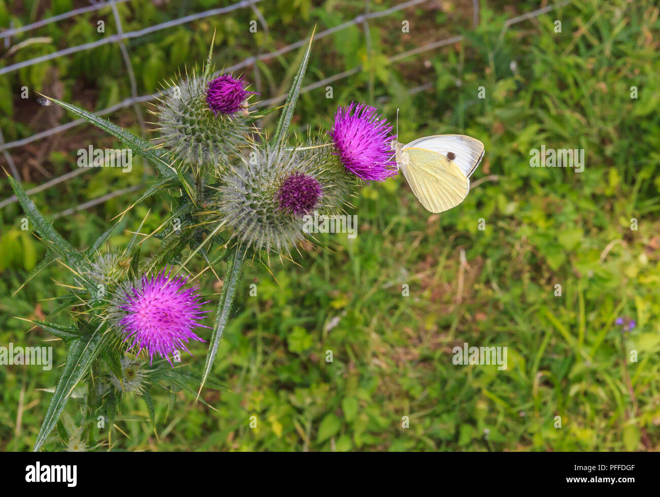 Cabbage White butterfly feeding from a thistle Stock Photo Alamy