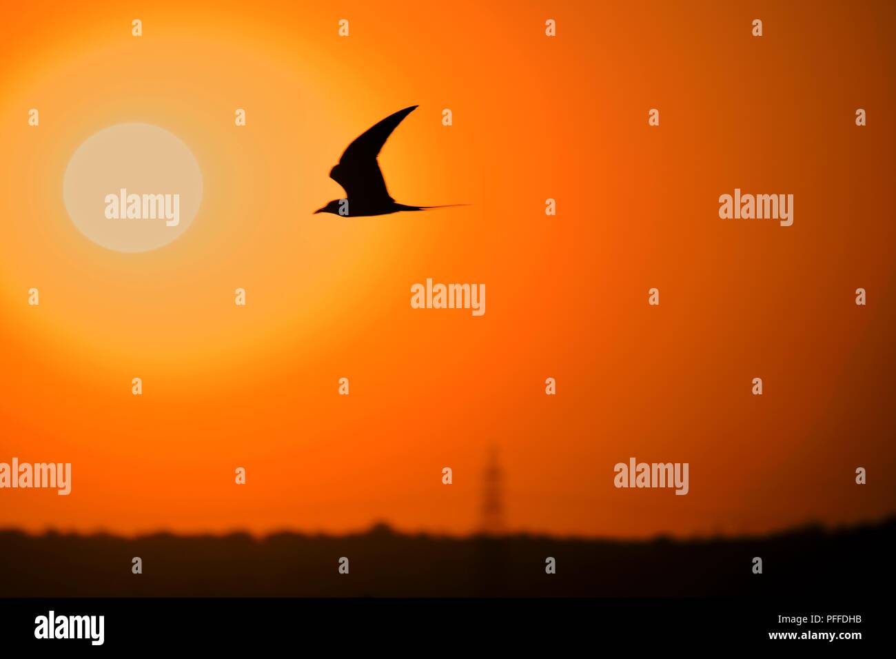 River tern Flying into the sun. Beautiful Silhouette Of Bird Flying into the sun Stock Photo
