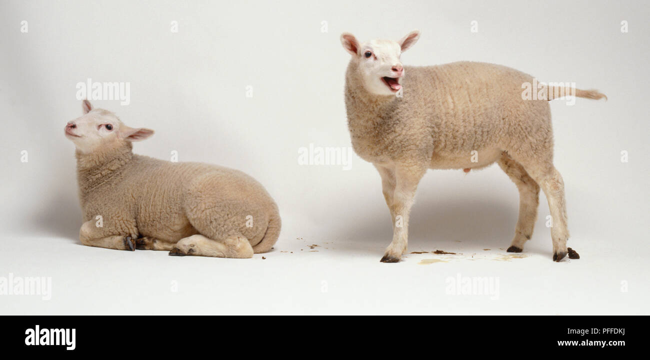 Two lambs, eight weeks old, cream coloured woolly coat, upright ears, dark brown hooves, one lying down with legs folded under body and head raised, other lamb standing aside bleating, mouth open, short tail outstretched, side view. Stock Photo