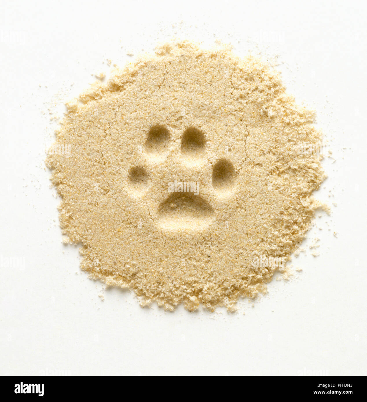 Paw print of domestic cat in sand Stock Photo