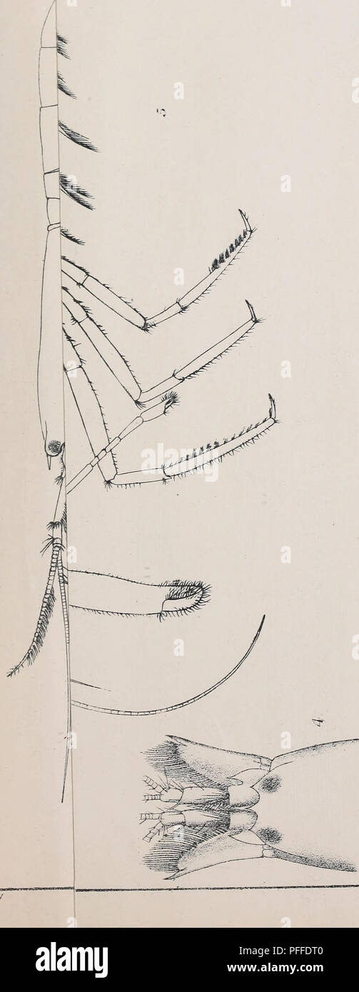 . Decapoda natantia of the coasts of Ireland. Decapoda (Crustacea). PI.XIX. ^ zee/. ifi Q) 0) -C u 0 L. 0 (tj Â£ c/) :3 0) X 0^ W u &lt; CD U U5 ^ ^ c CO w w oi Hxn c â â rrl Um x aJ t! &lt; CD - J3 ID :3 . t-  ^ w II. p CD ^ fX &lt;J. Please note that these images are extracted from scanned page images that may have been digitally enhanced for readability - coloration and appearance of these illustrations may not perfectly resemble the original work.. Kemp, Stanley. Dublin, Alexander Thom &amp; Co. , 1910 Stock Photo