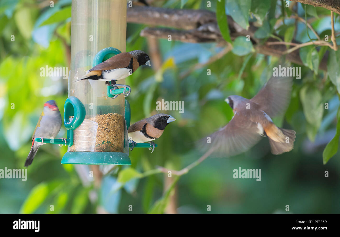 Chesnut Breasted Mannikins Lonchura Castaneothorax At A Bird