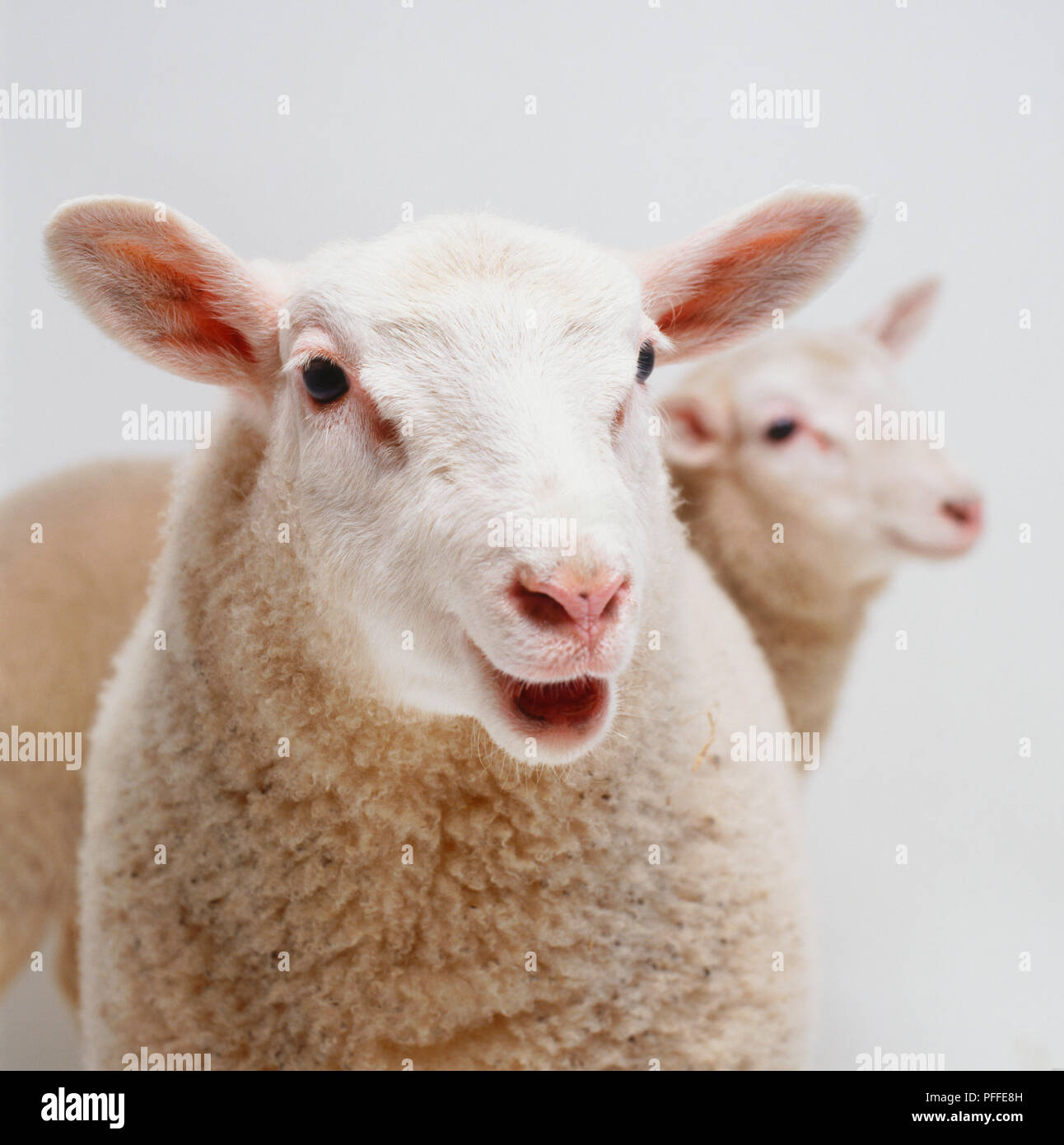 Domestic sheep, head and neck Stock Photo Alamy