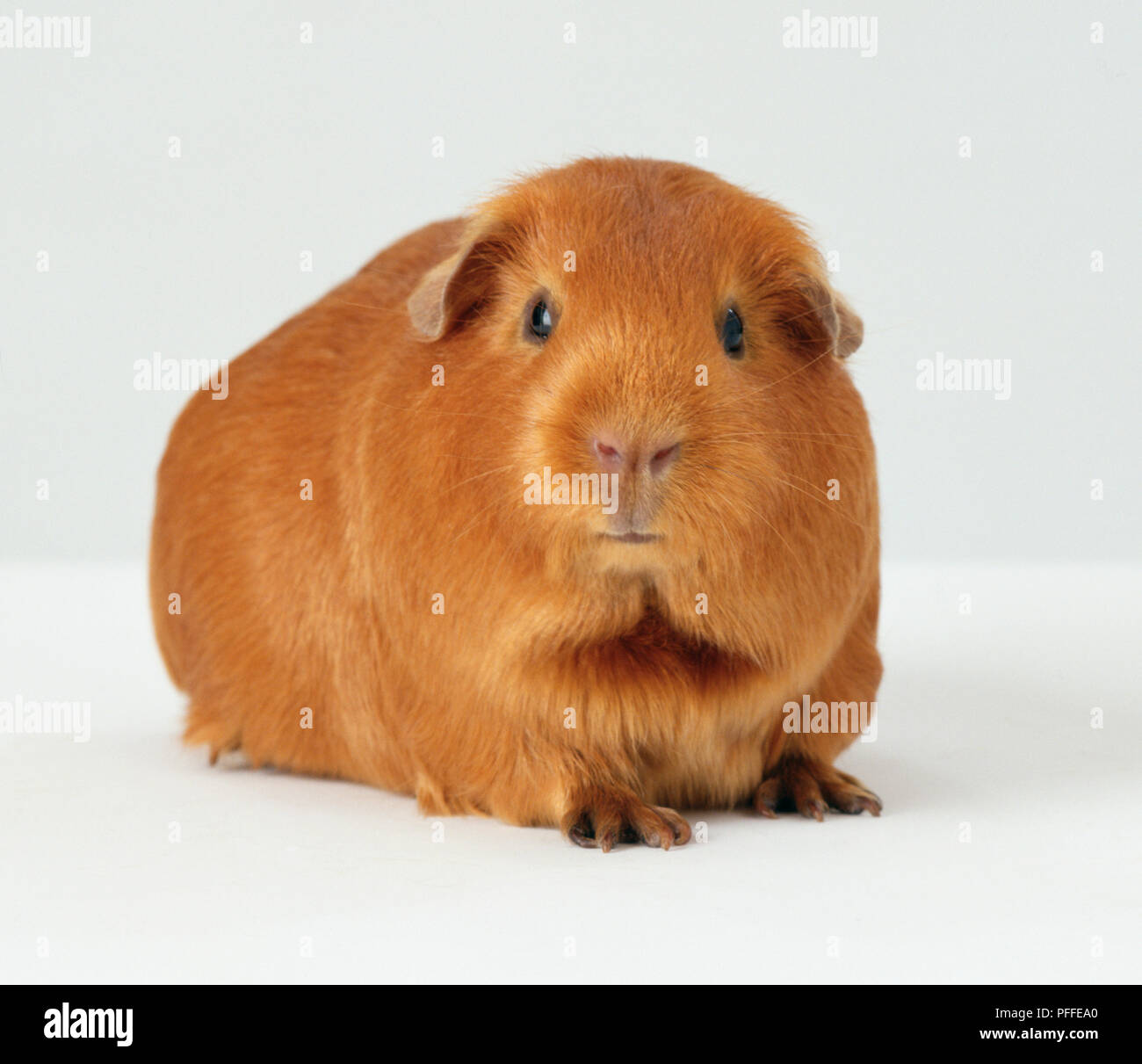 Orange Coloured Guinea Pig. Stock Photo