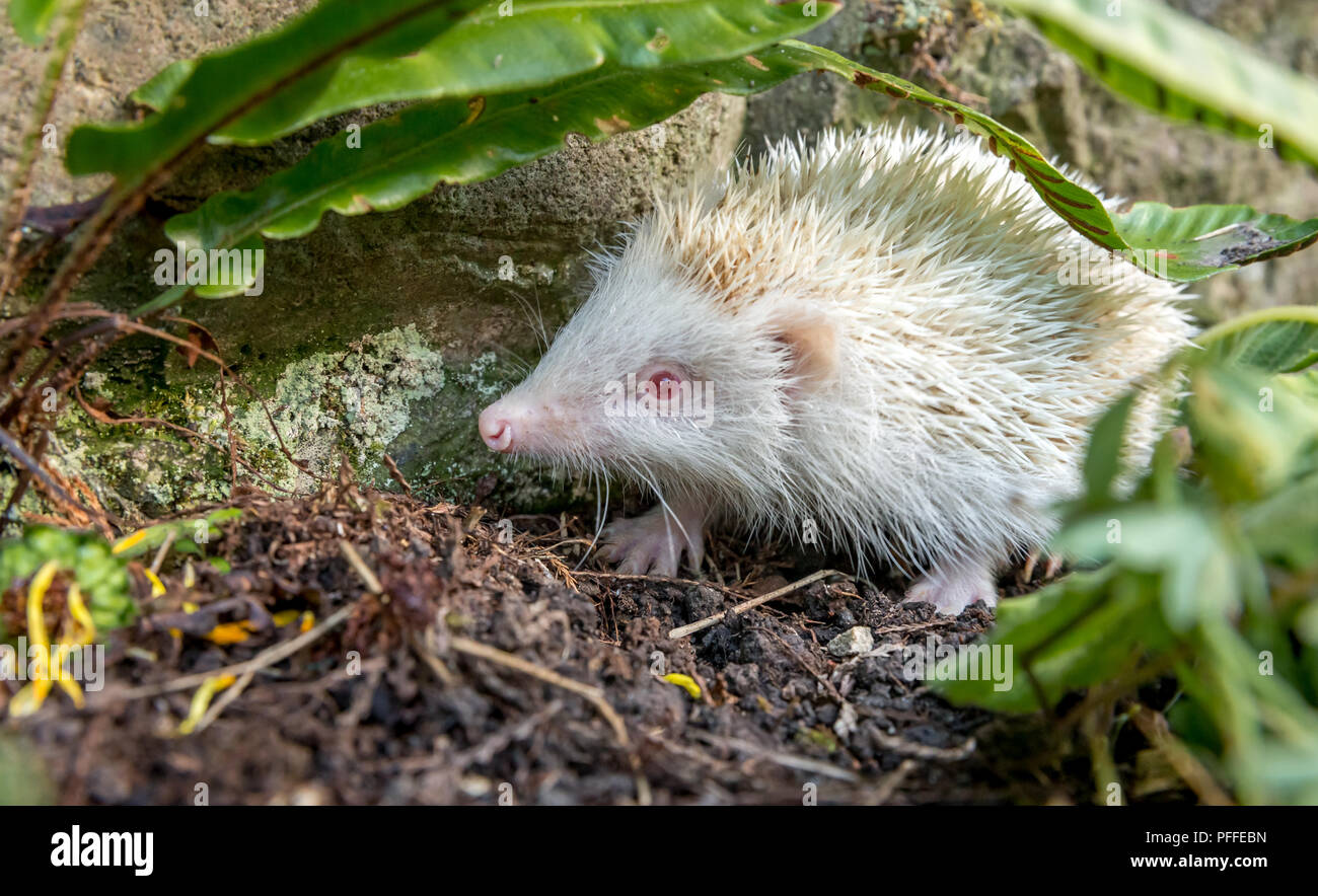 Hedgehog, rare, wild, native, albino hedgehog with white spines and pink nose, ears and paws. Scientific name: Ericaceous europaeus. Landscape. Stock Photo