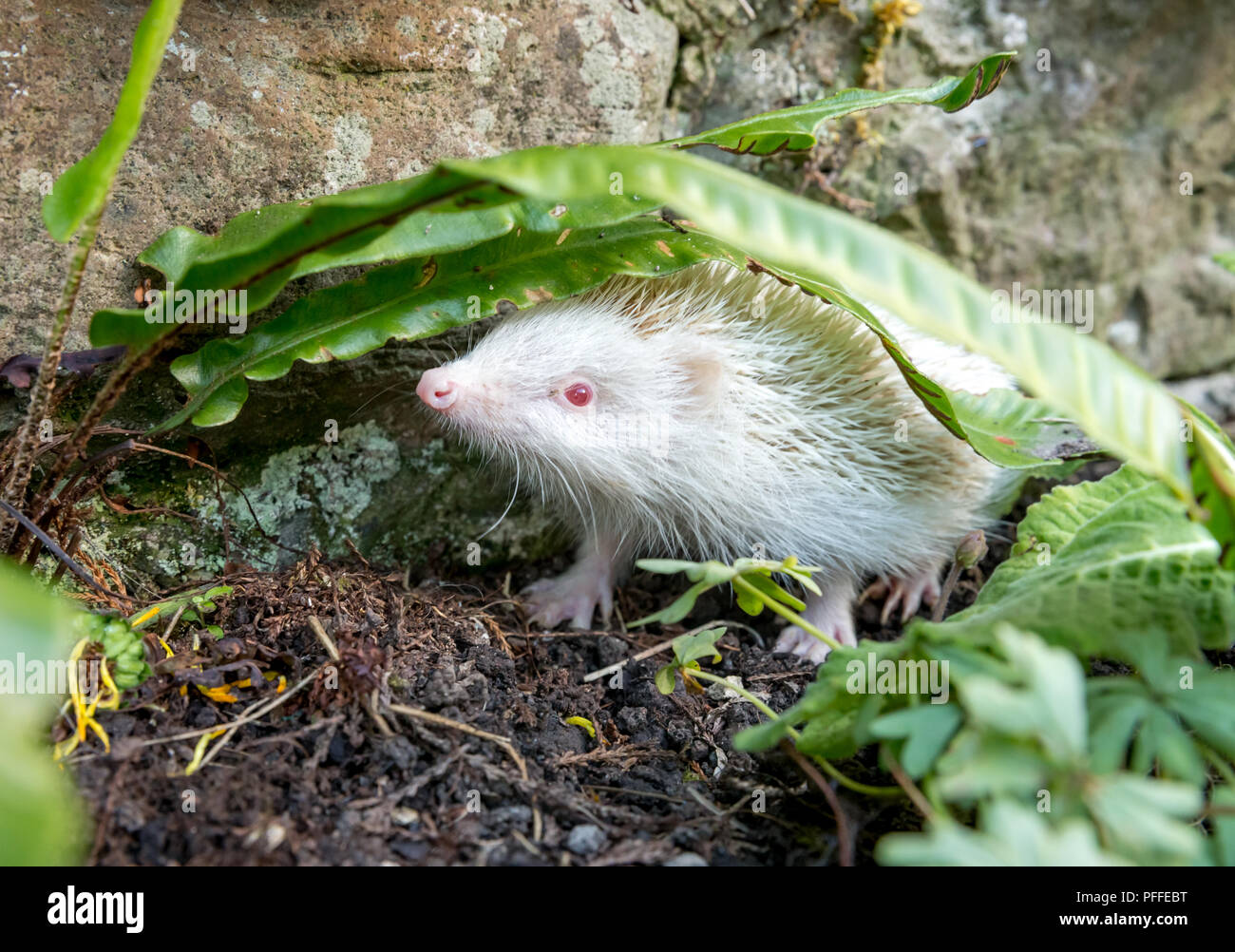 Hedgehog, rare, wild, native, albino hedgehog with white spines and pink nose, ears and paws. Scientific name: Ericaceous europaeus. Landscape. Stock Photo