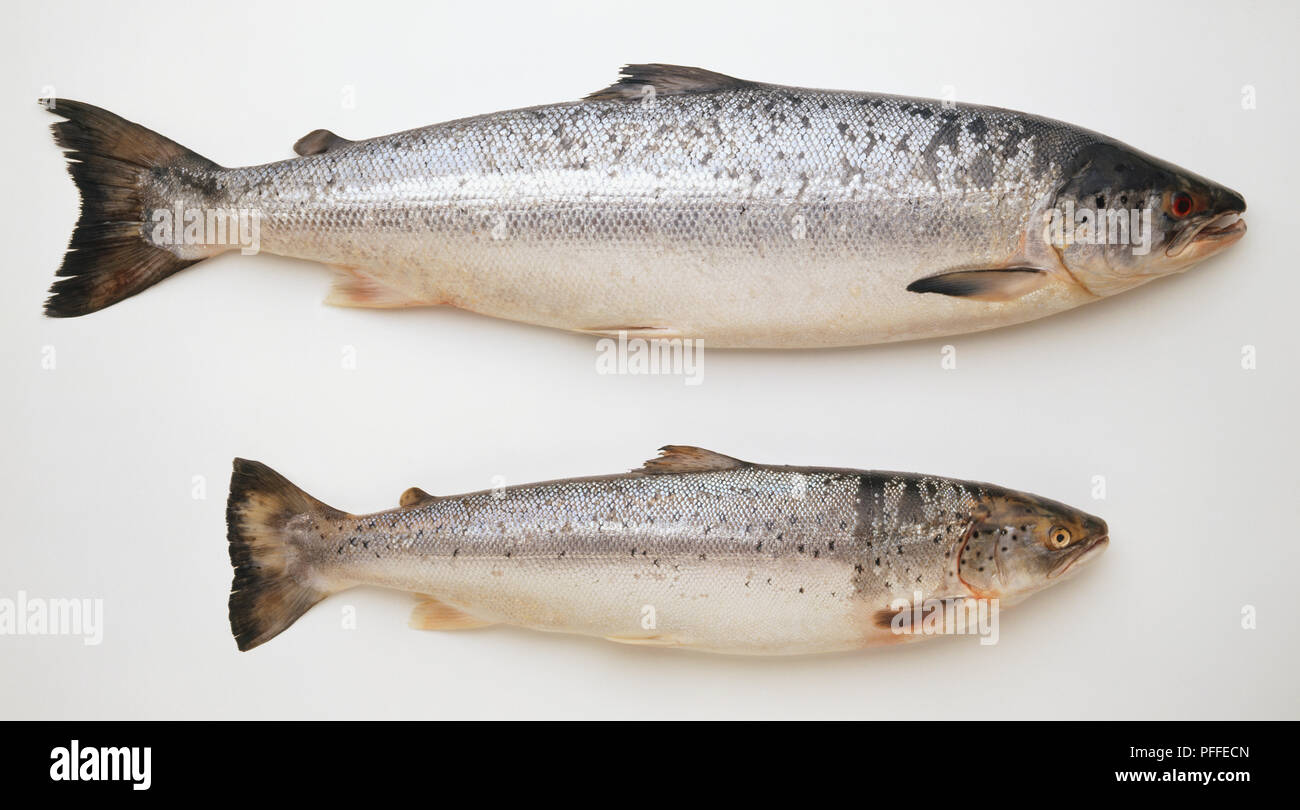 Salmon and Sea Trout, side view Stock Photo Alamy