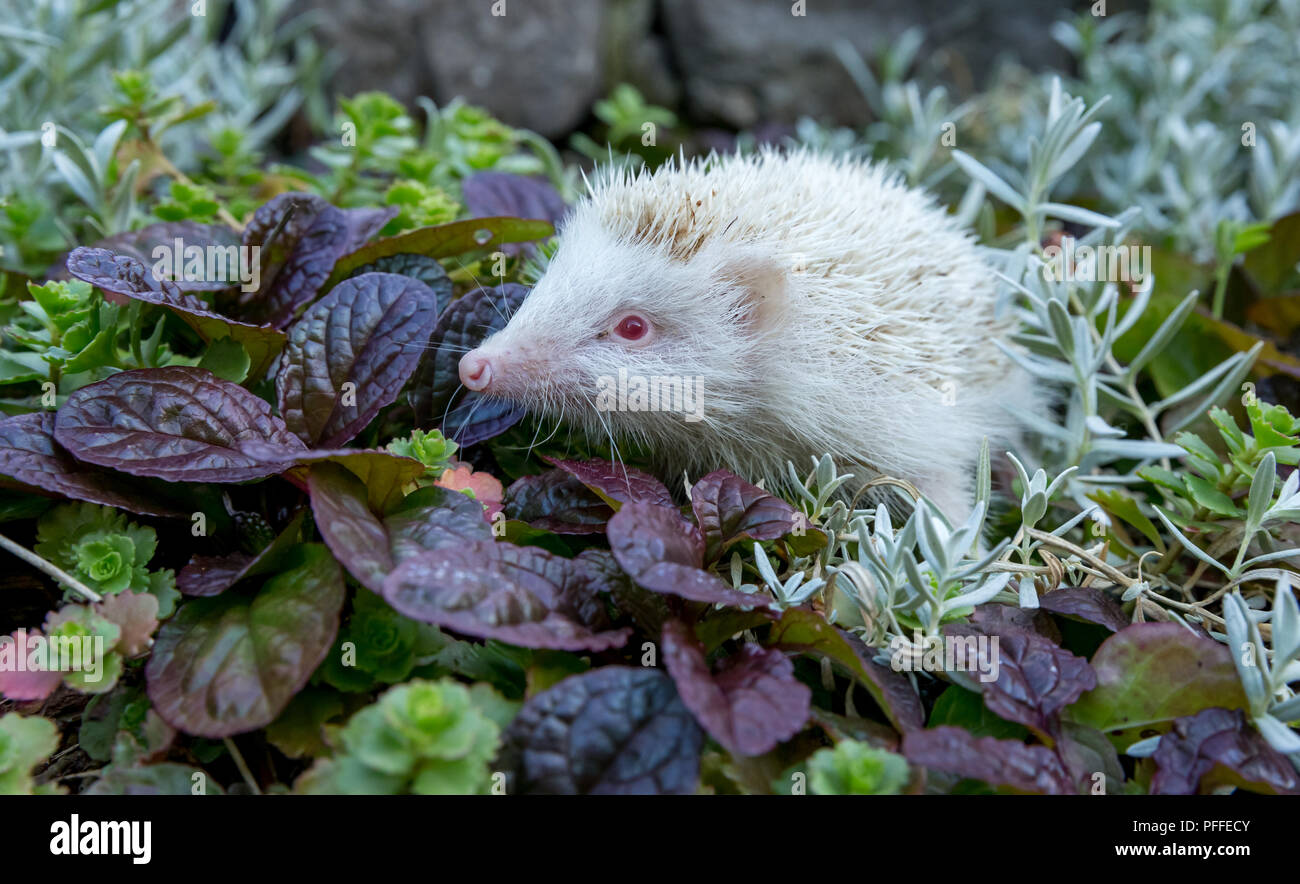 Hedgehog, rare, wild, native, albino hedgehog with white spines and pink nose, ears and paws. Scientific name: Ericaceous europaeus. Landscape. Stock Photo