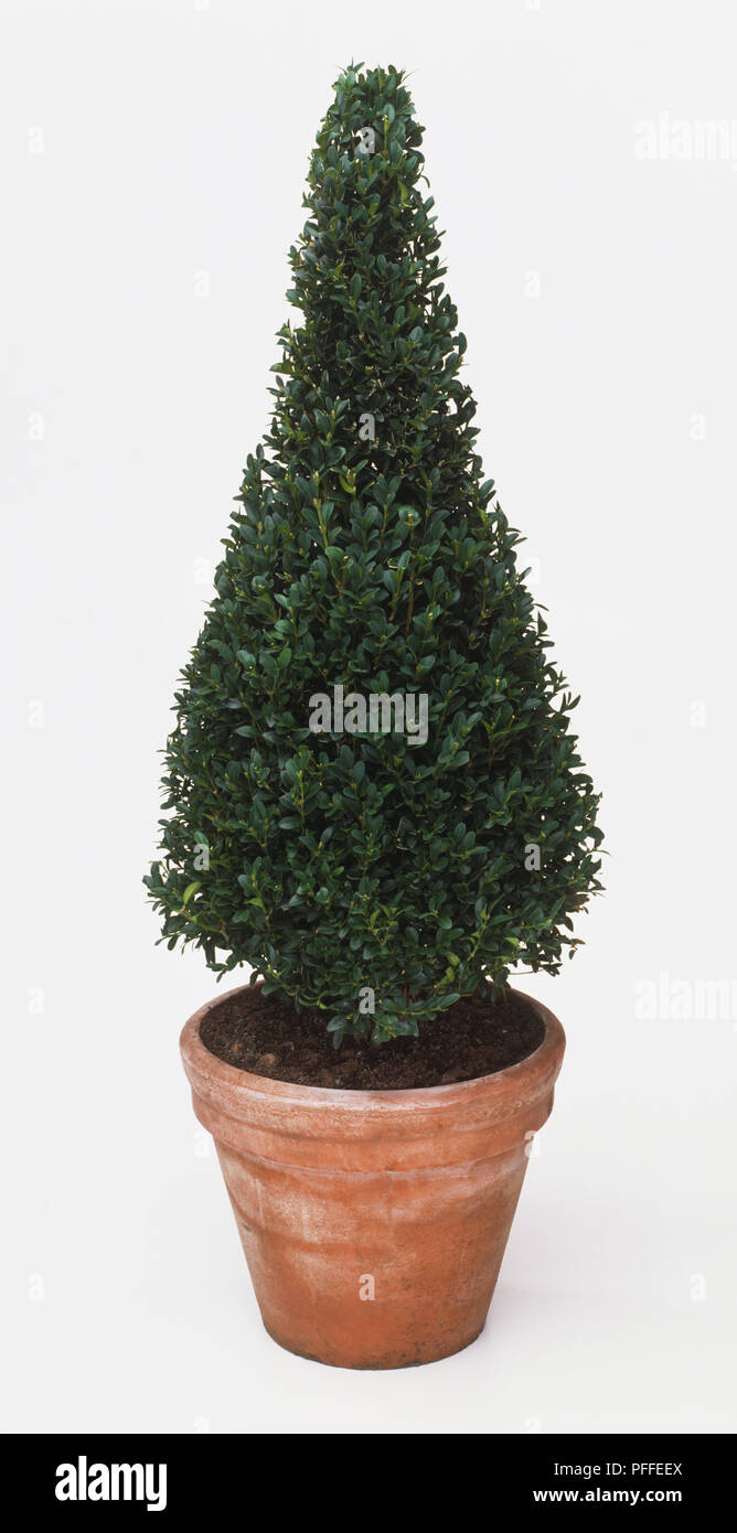 Buxus sempervirens in plant pot Stock Photo Alamy