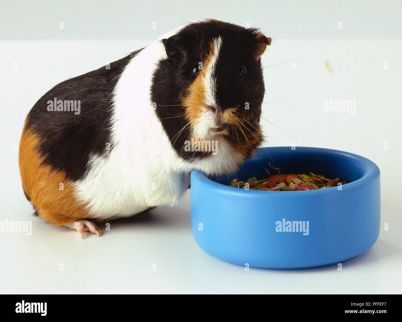 Guinea pig feeding bowl hi-res stock photography and images - Alamy