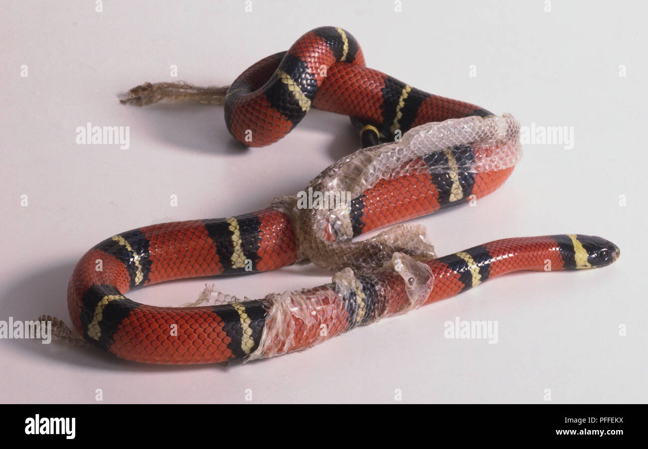 Red snake with black and gold hoops shedding its skin. Stock Photo