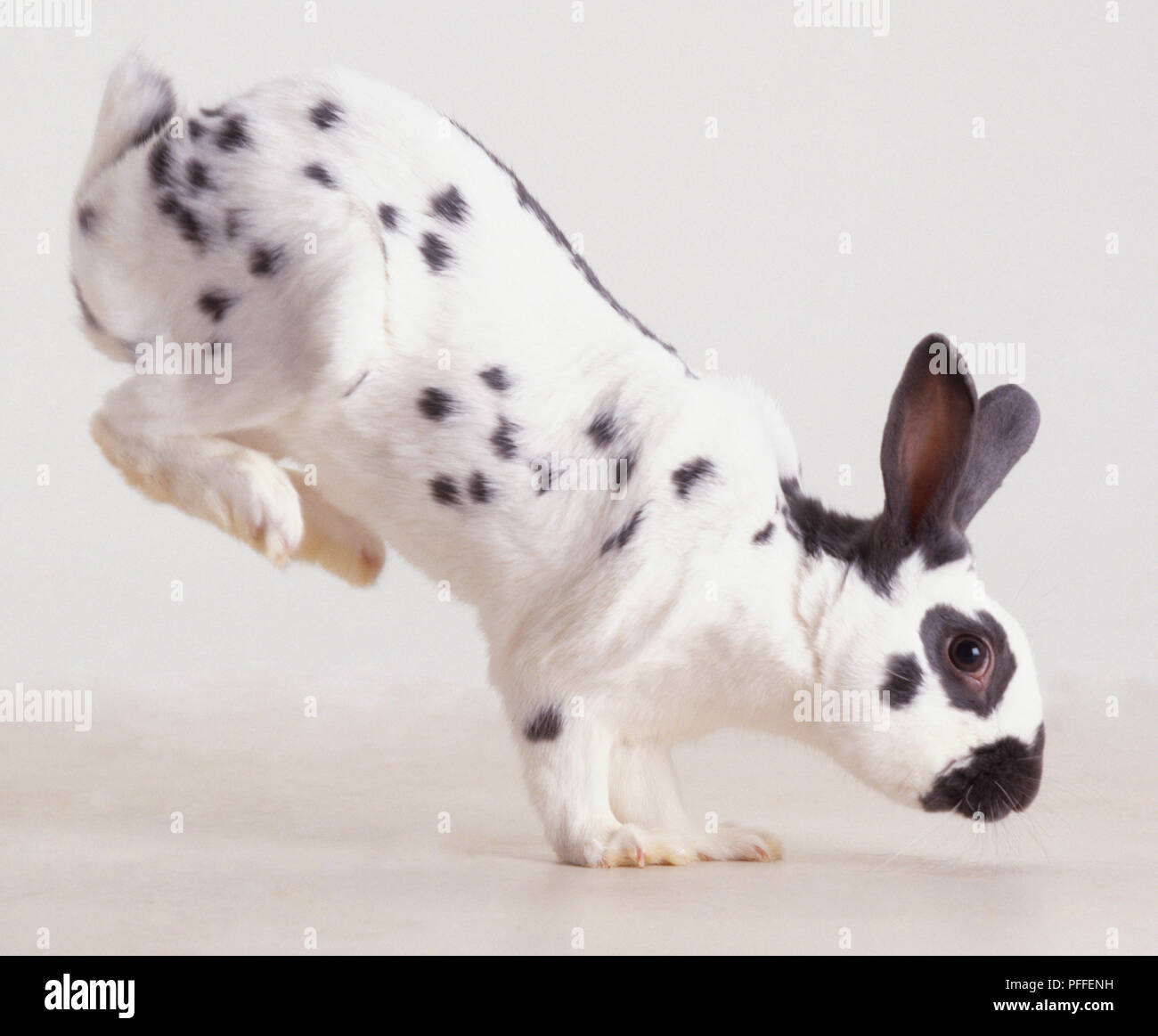 Black and white Rabbit (Oryctolagus cuniculus) landing on front paws after jump, side view. Stock Photo