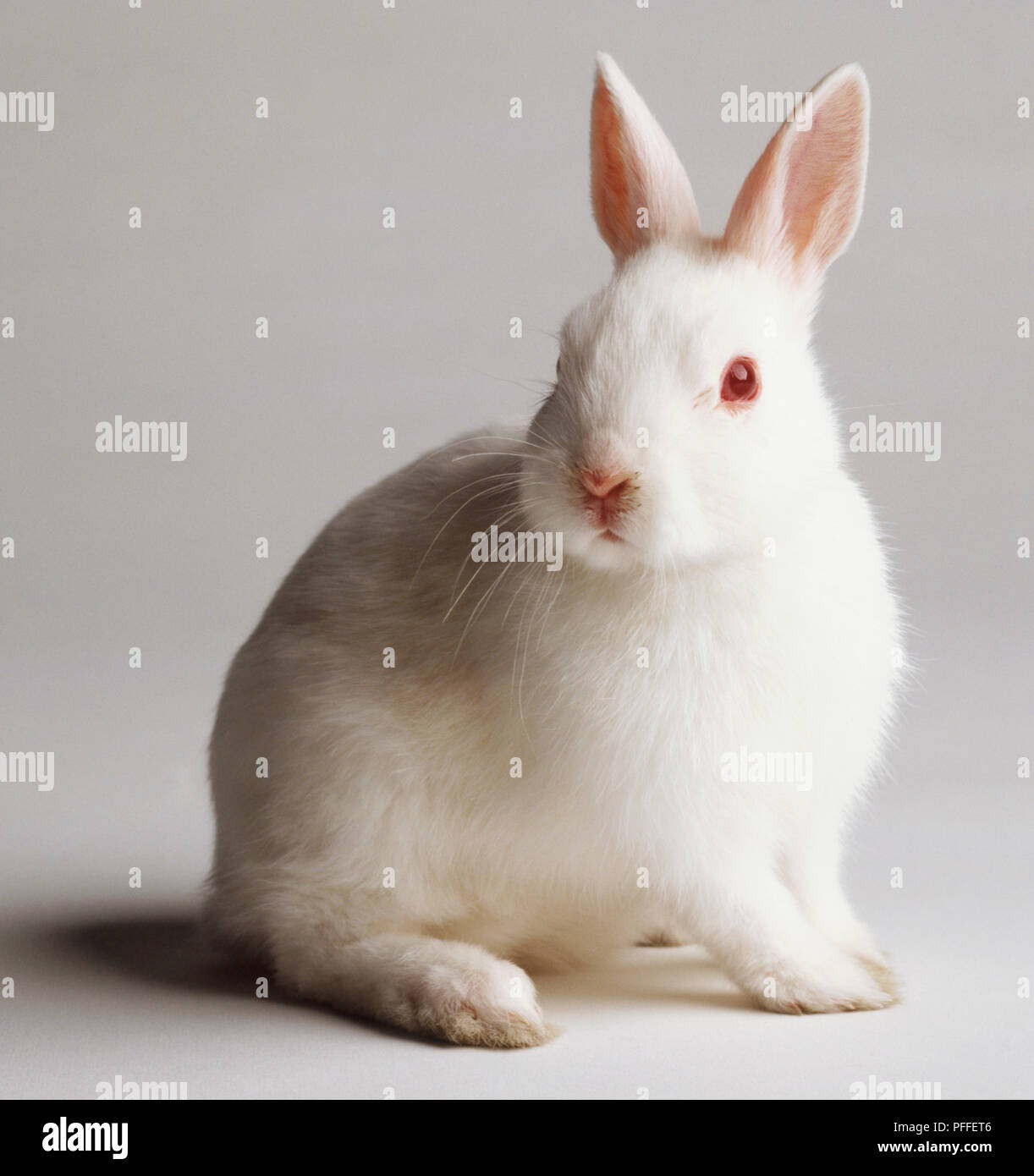 Sitting white Rabbit (Oryctolagus cuniculus ), close up Stock