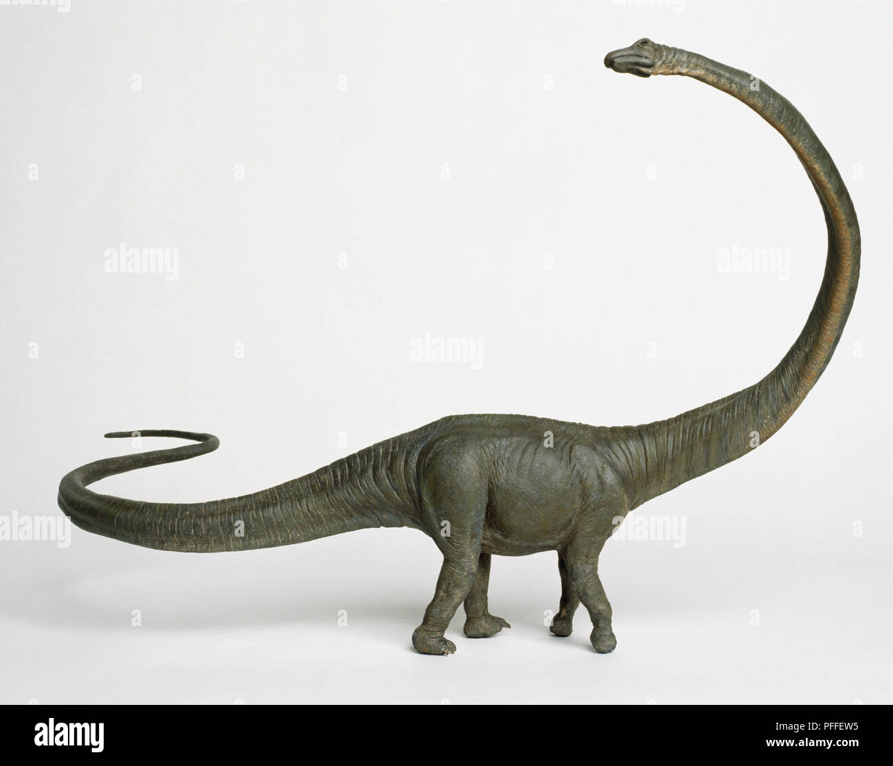 Barosaurus with long curved neck. Stock Photo