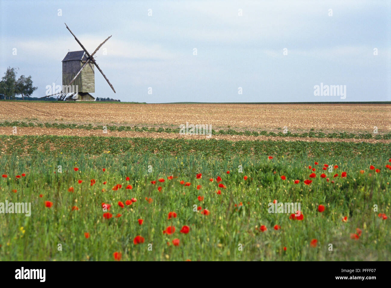 France, Beauce, windmill in farmland, poppy field in the foreground. Stock Photo