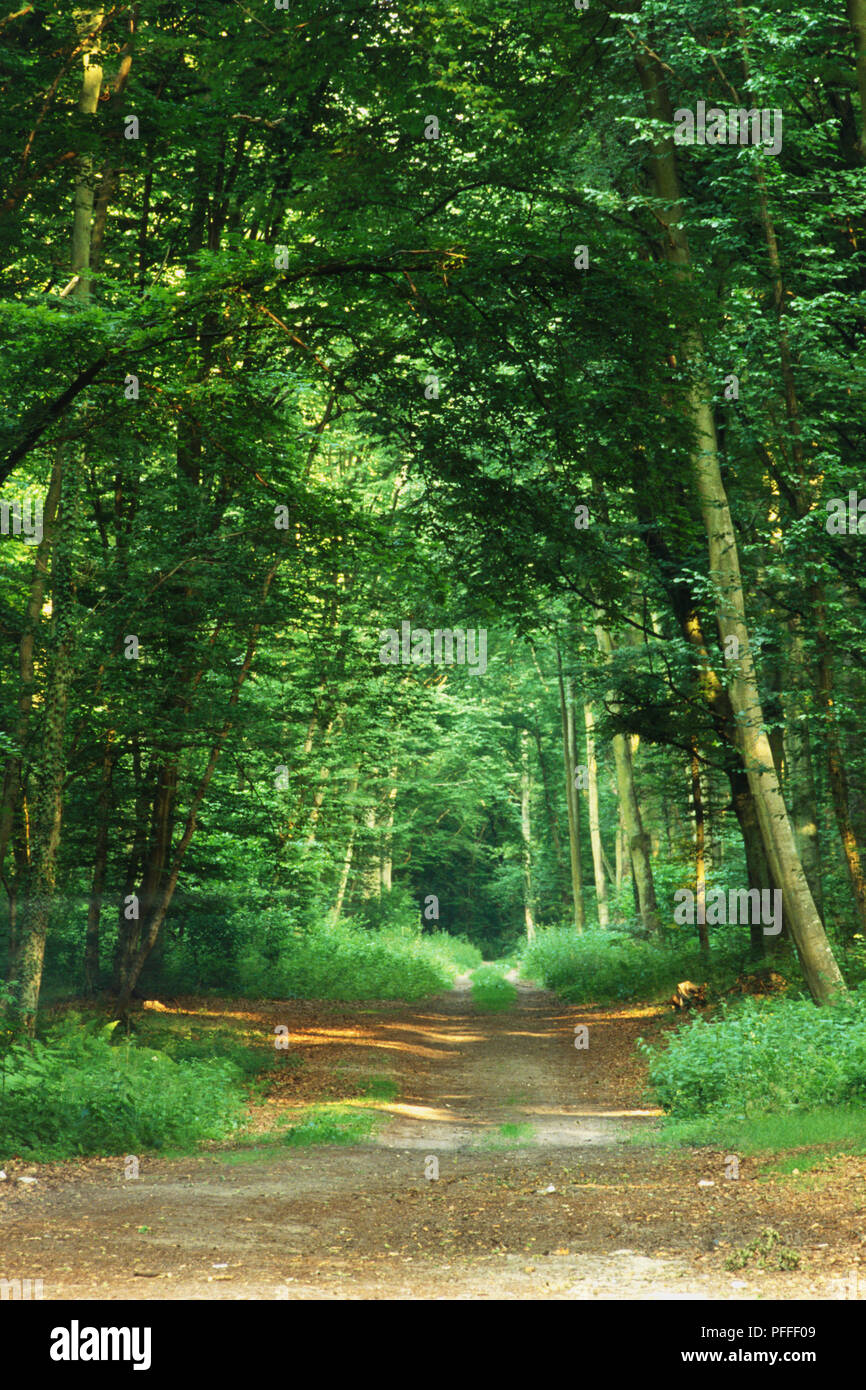 France, Picardy, woodland path through the grounds of the Foret de Compiegne. Stock Photo