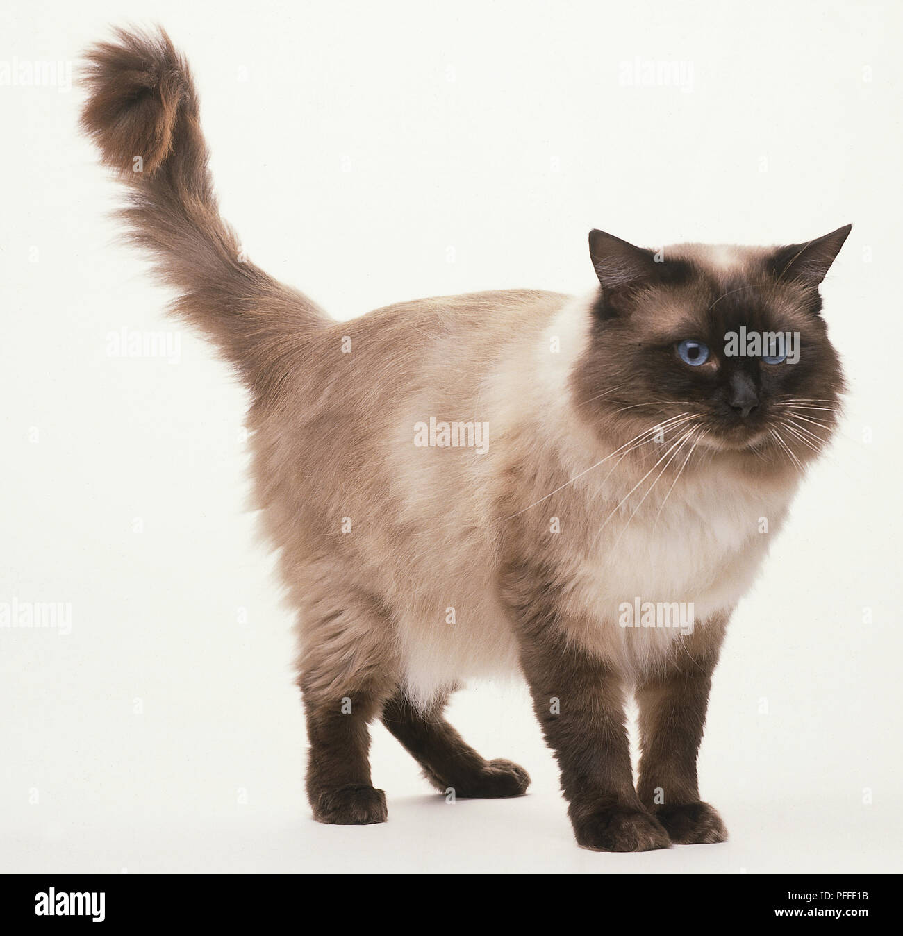 ragdoll brown