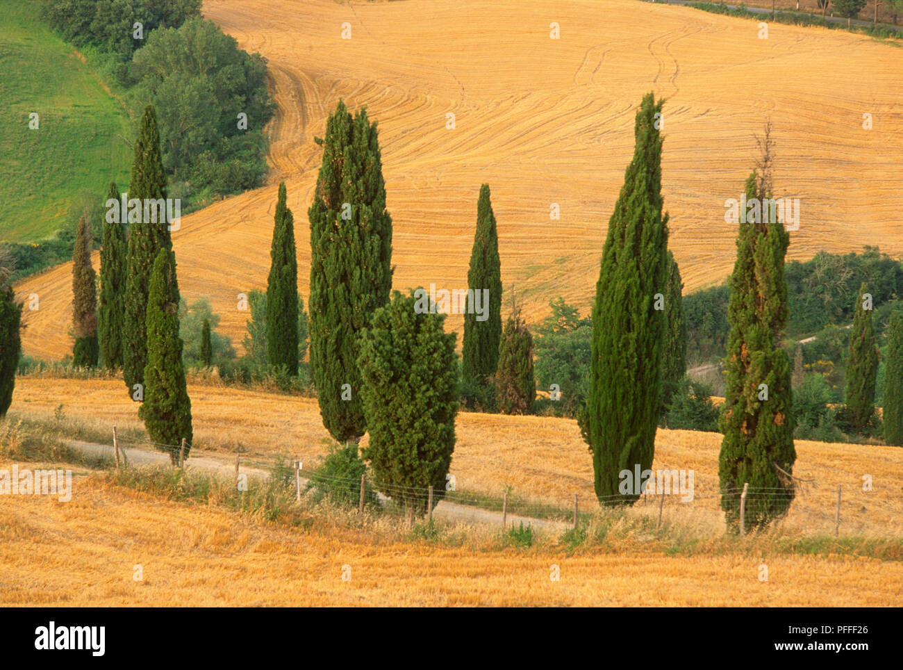 Landscape with cypress trees hi-res stock photography and images - Alamy
