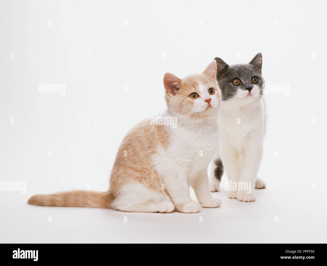 Two kittens sitting side by side. One has a cream and white coat while ...