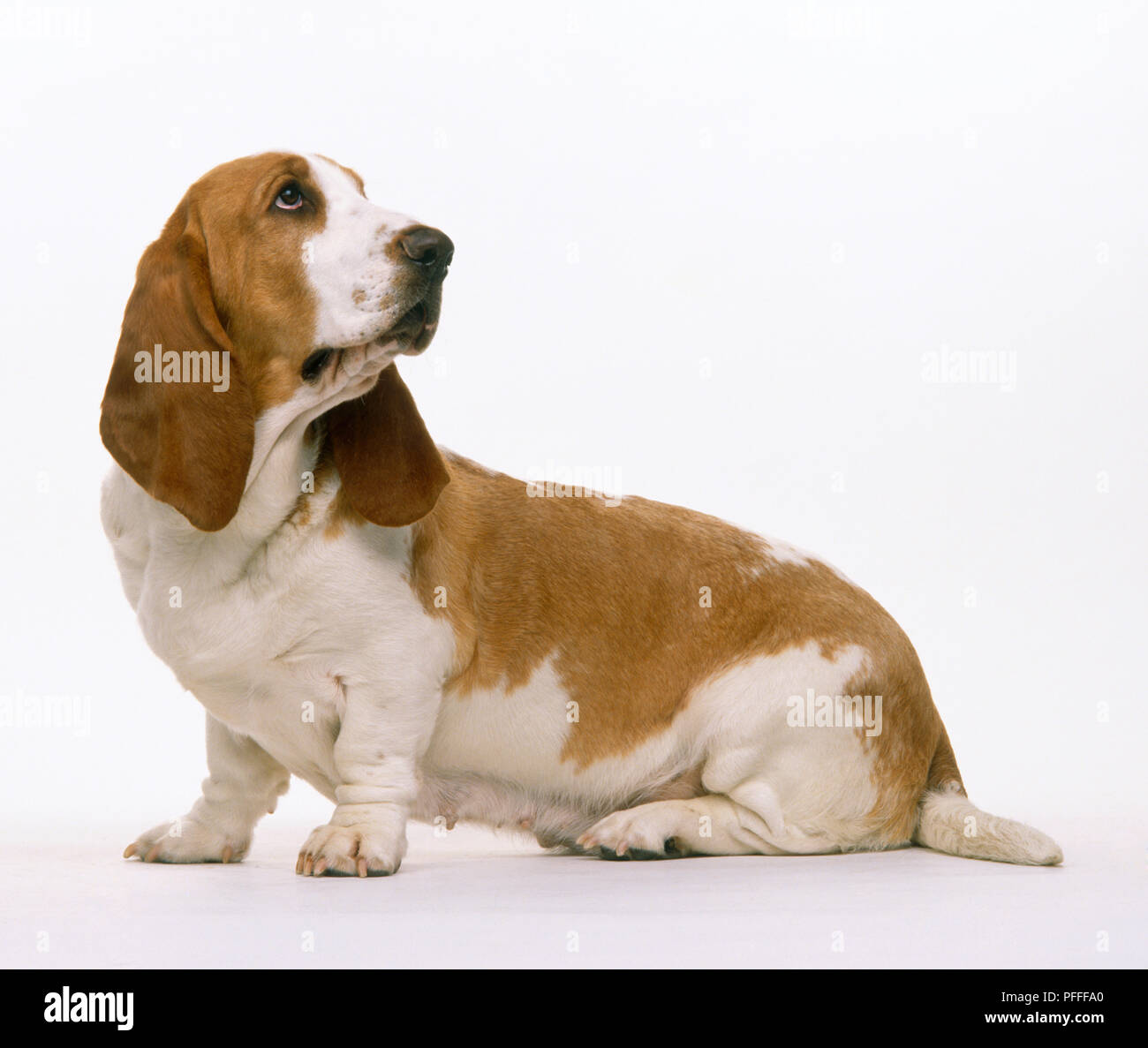 Basset hound sitting looking backward stock photo alamy