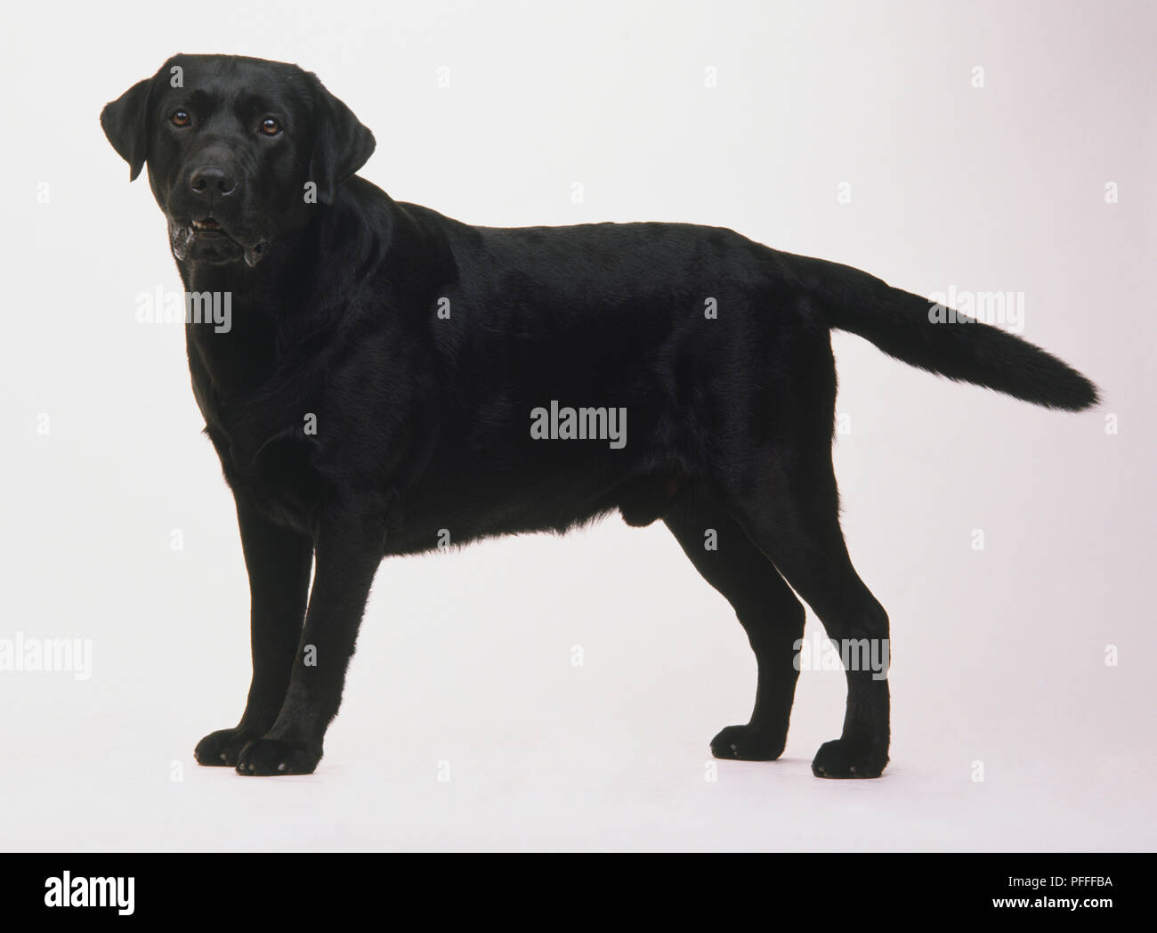 Why Is My Black Dog Turning White