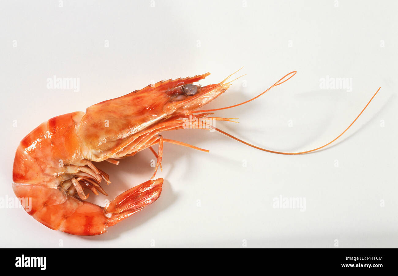 Cooked prawn, close up. Stock Photo