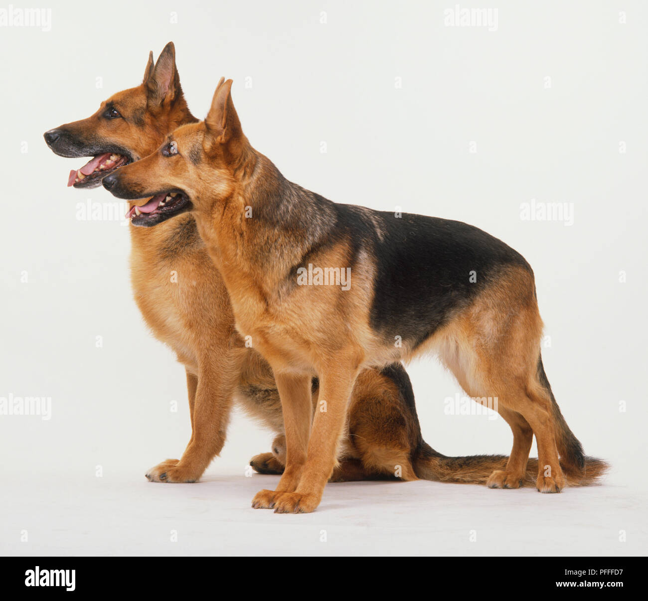 Alsatian dogs hi-res stock photography and images - Alamy