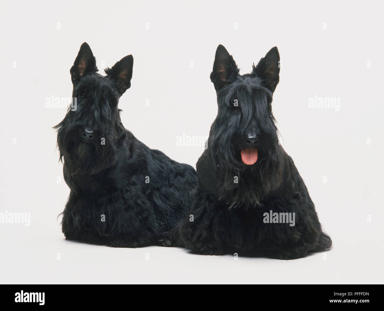 Two Black Scottish Terrier Dogs Sitting Hair Covering Eyes Front View Stock Photo Alamy