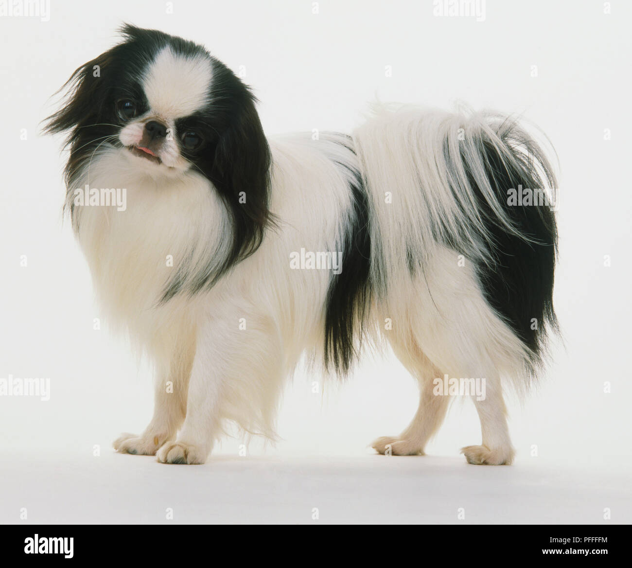 Black and white coloured Japanese Chin dog (Canis familiaris), head turned towards camera, side view. Stock Photo