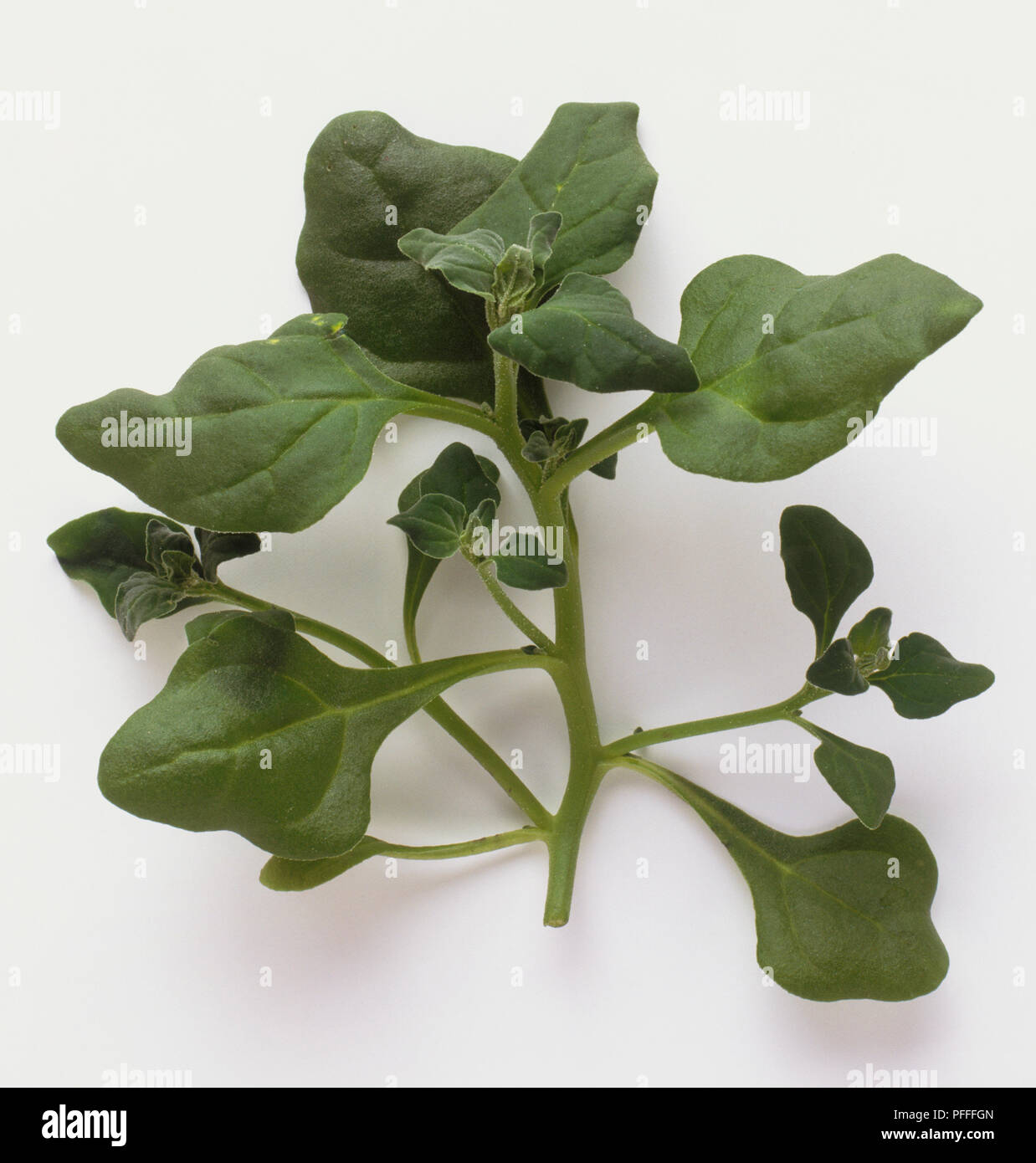 Tetragonia tetragonioides, sprig of New Zealand Spinach, view from above. Stock Photo