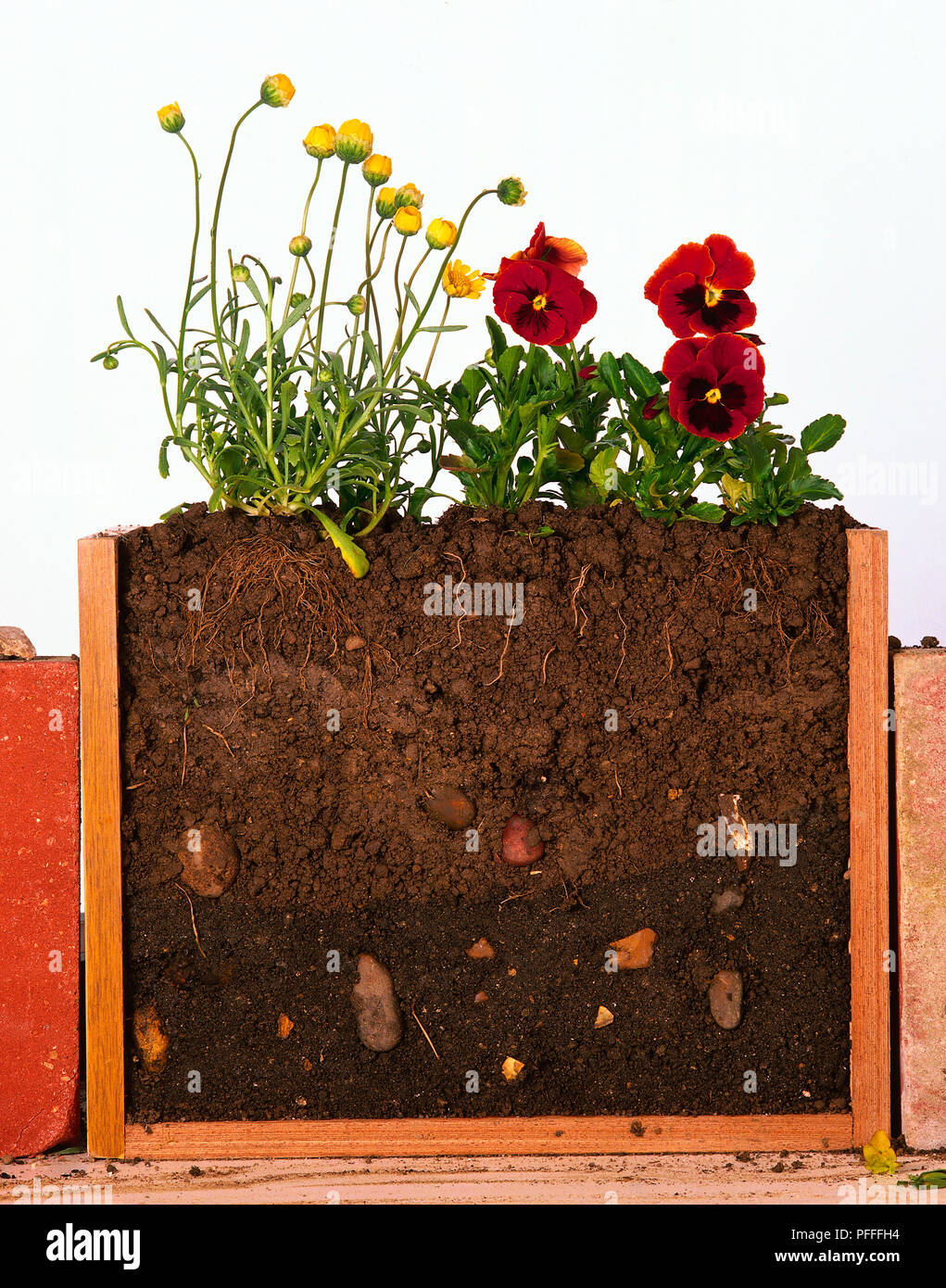 Soil cross section flowers hi-res stock photography and images - Alamy