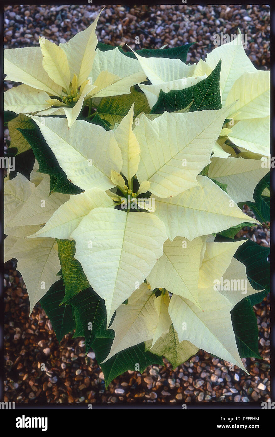 Creamy white leaves and flowers from Euphorbia pulcherrima 'Lilo White' Mexican flame leaf, Poinsettia Stock Photo