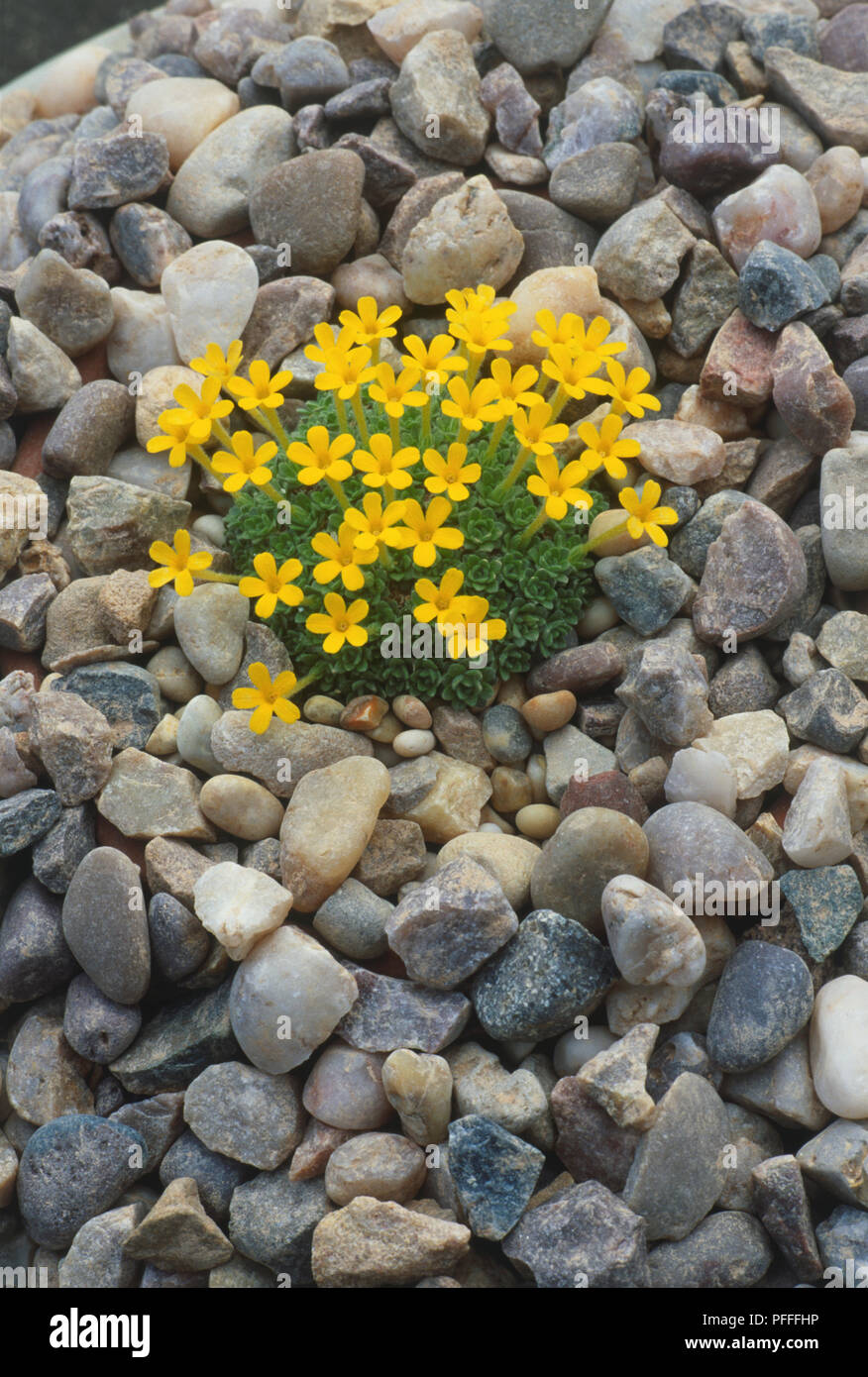 Dionysia michauxii, cluster of tiny yellow flowers with green foliage, growing amid pebble bed Stock Photo