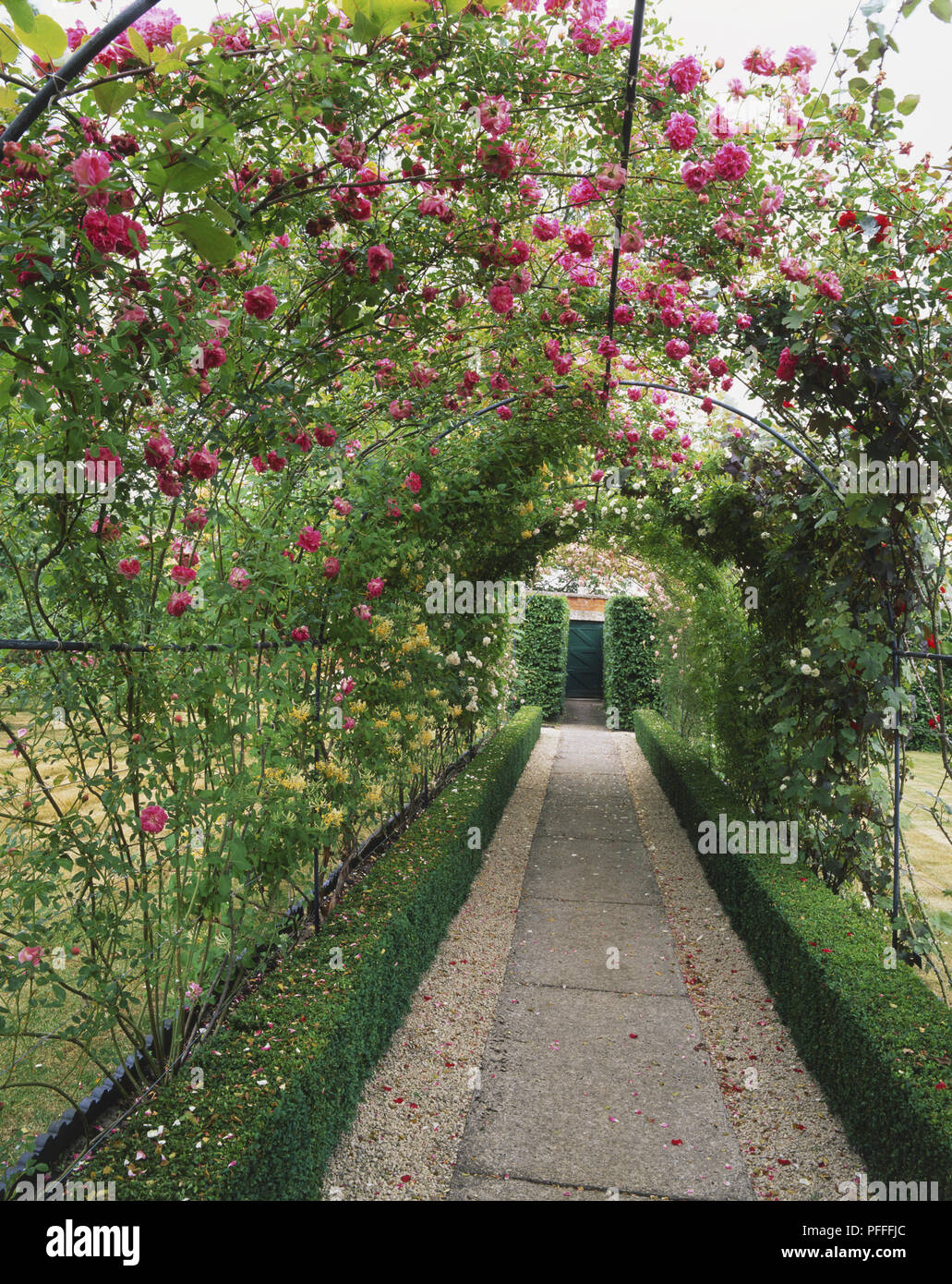 Pink Roses growing on tunnel-shaped pergola in garden Stock Photo