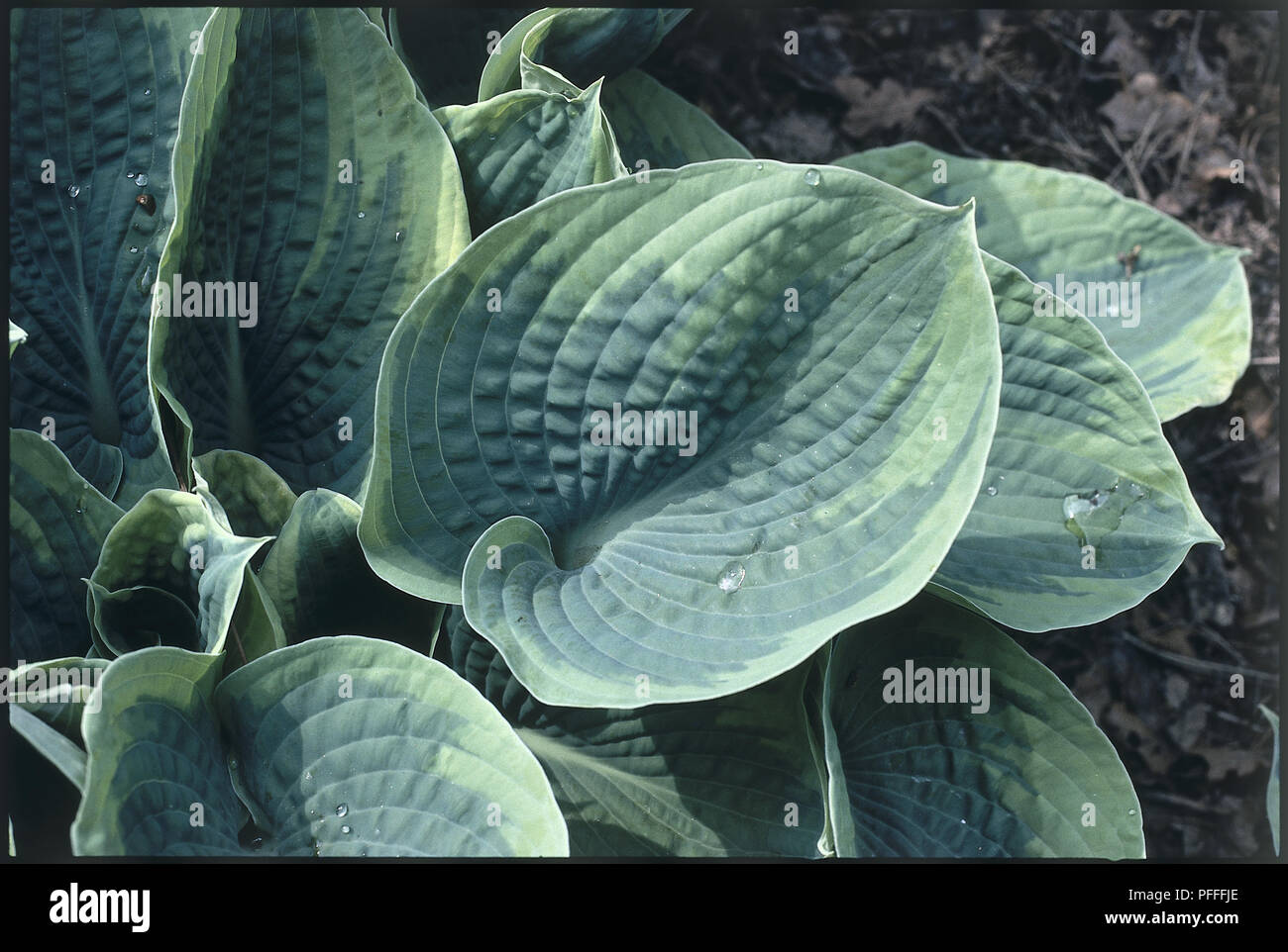 Leaves from Hosta 'Frances Williams' Stock Photo