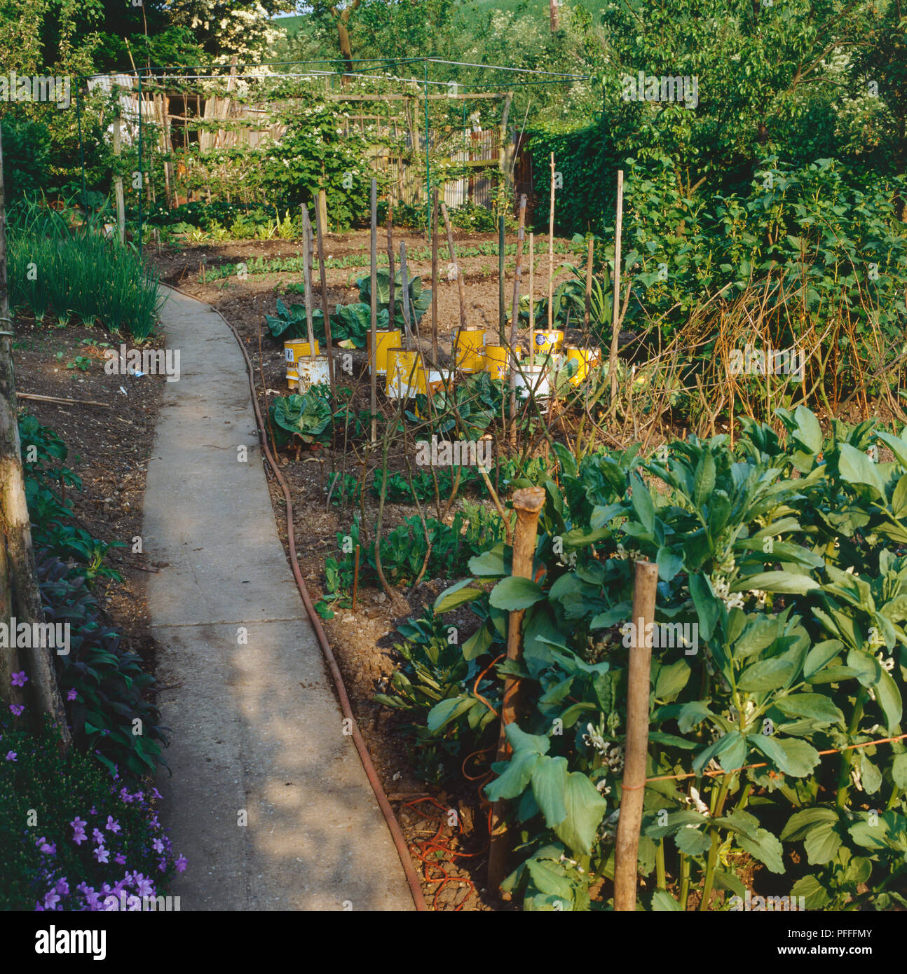 Vegetable garden, rows of vegetable leaves and tops, peas, broad beans and cabbages growing, posts supporting, paint cans protecting young crop, path alongside, wooden fence in background. Stock Photo