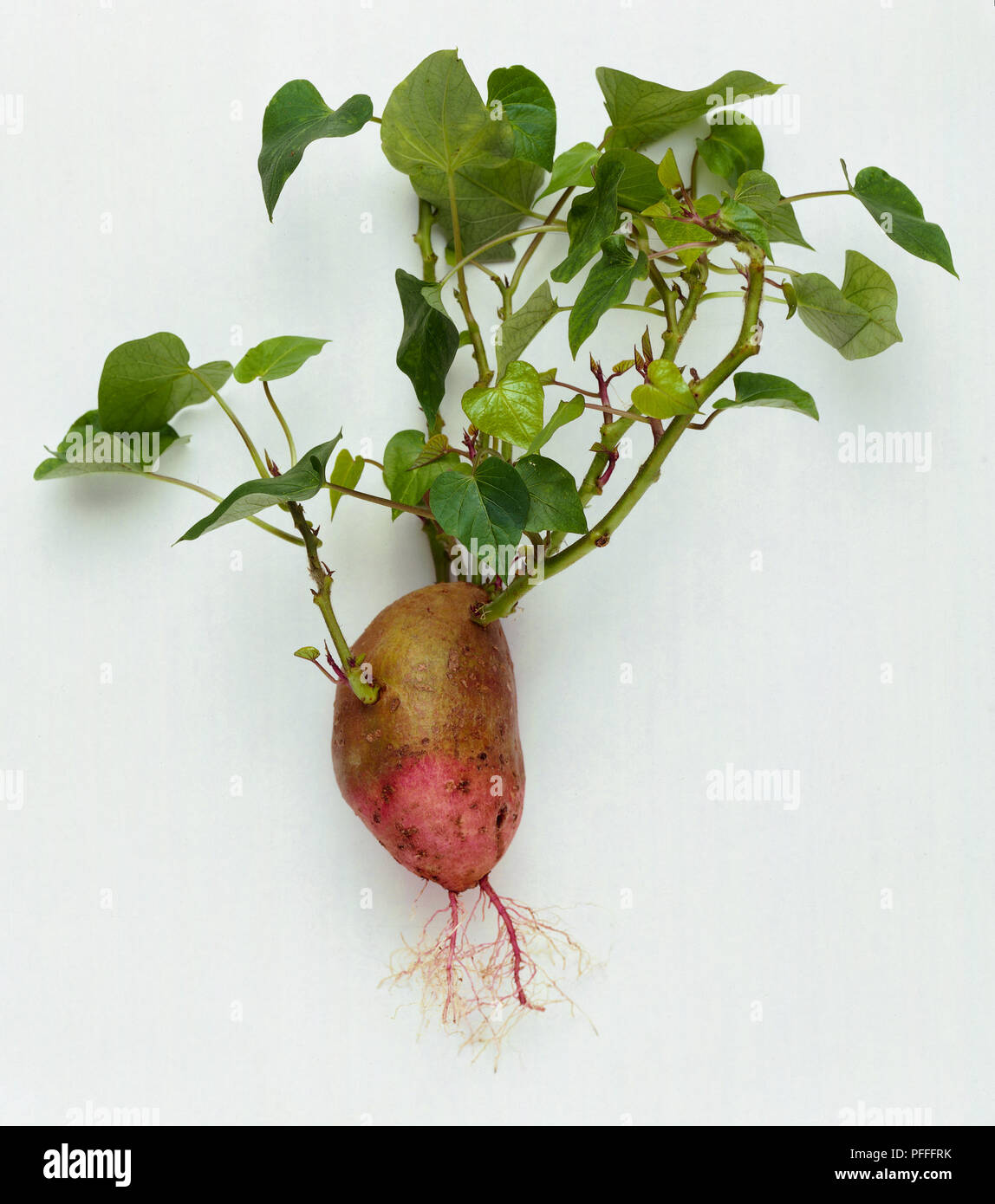 Ipomoea batatas, roots and leaves Stock Photo Alamy