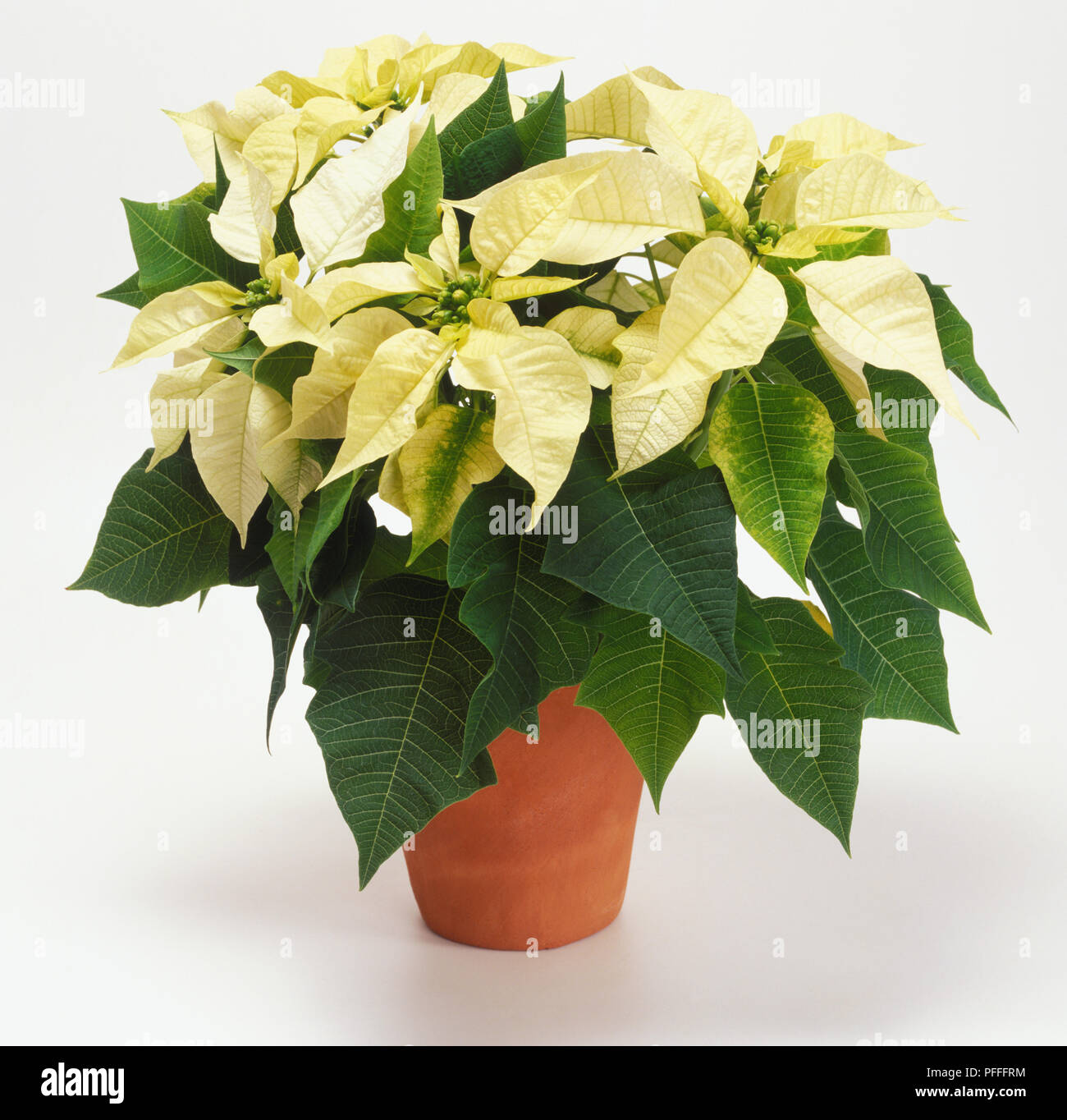 Euphorbia pulcherrima 'Regina', Poinsettia, potted plant with white, leaf-like petals Stock Photo