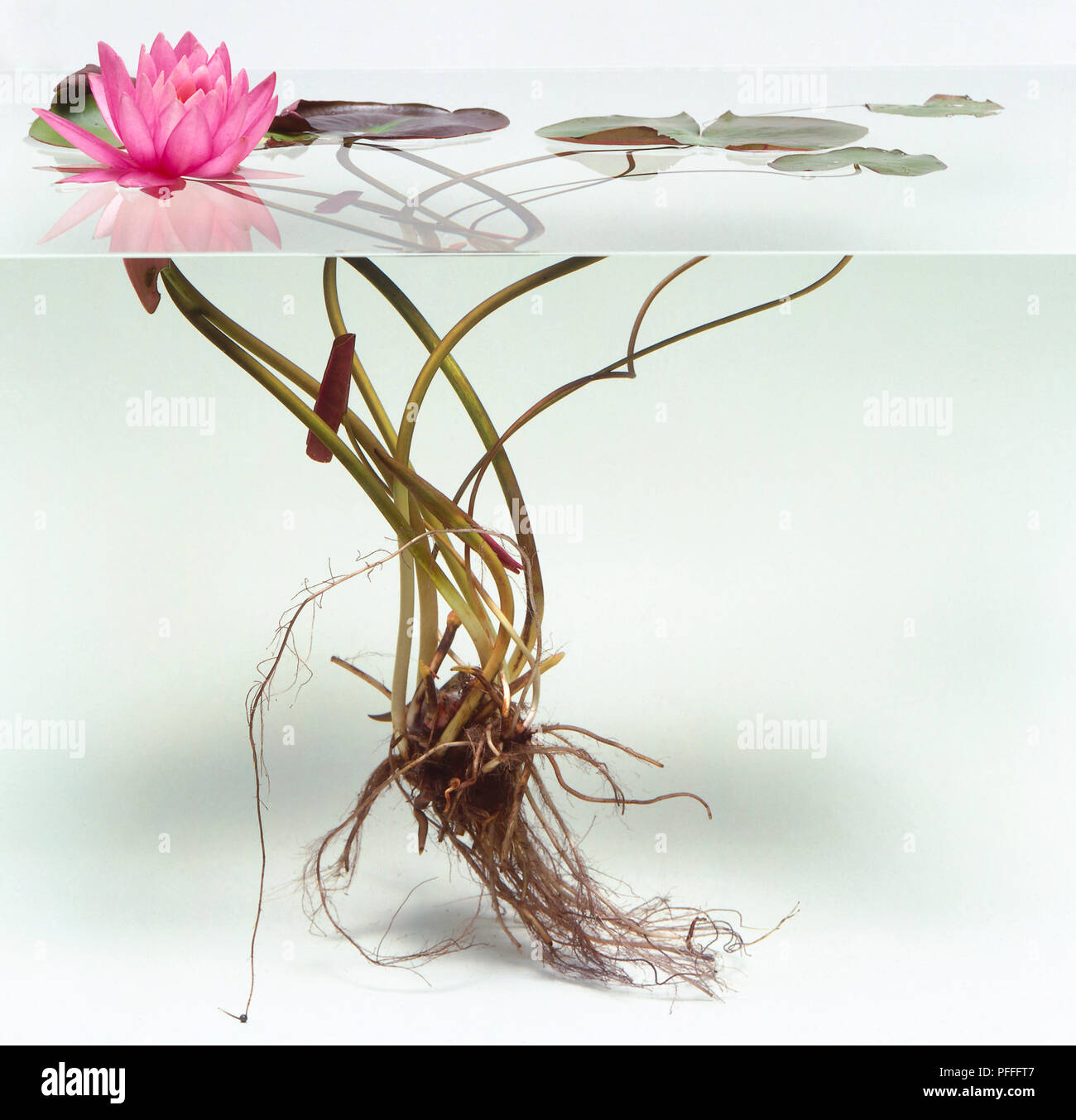 Nymphaea, Water lily, pink flower floating on waters surface and roots hanging underwater. Stock Photo